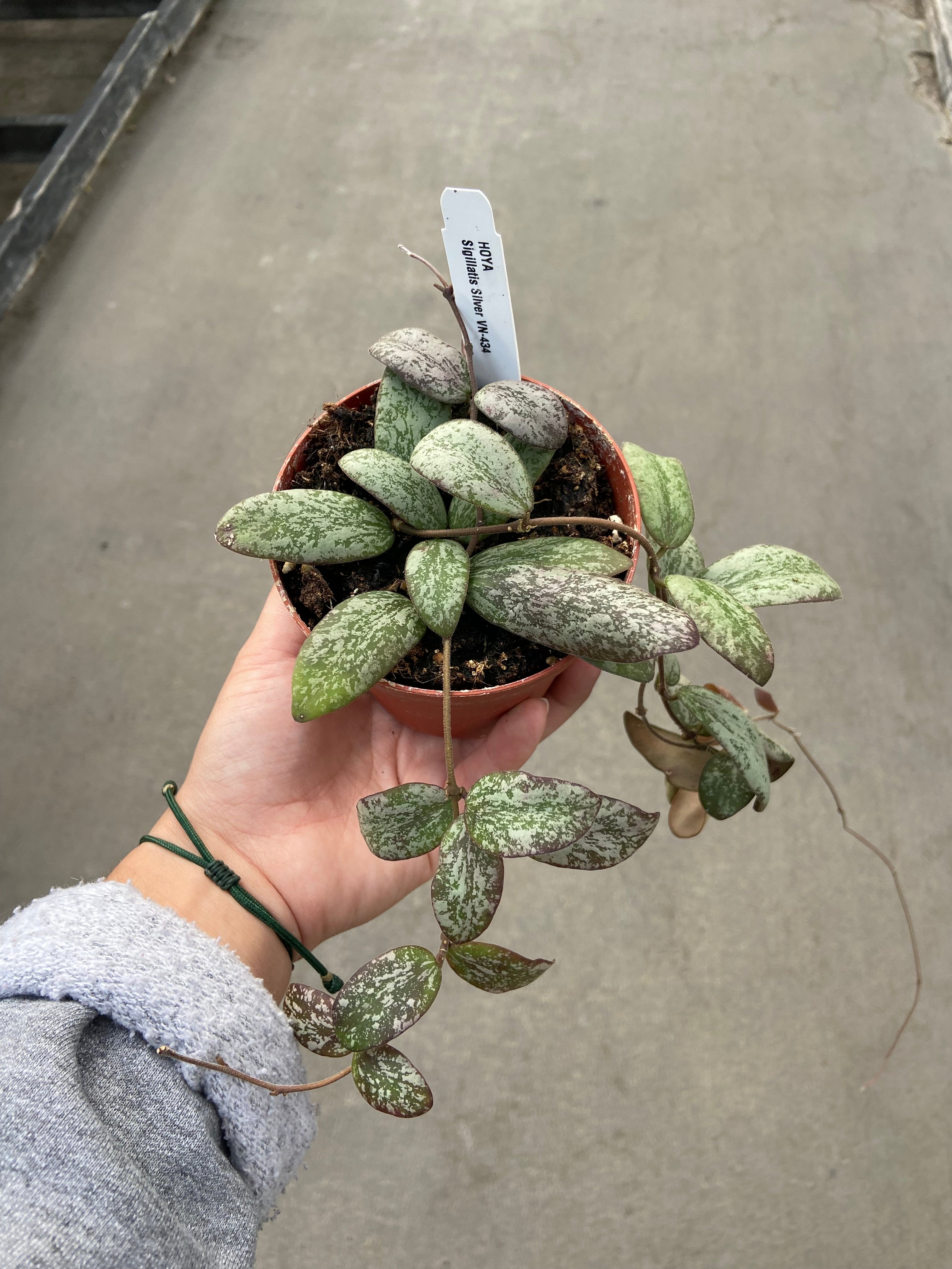 Hoya, Sigillatis Silver