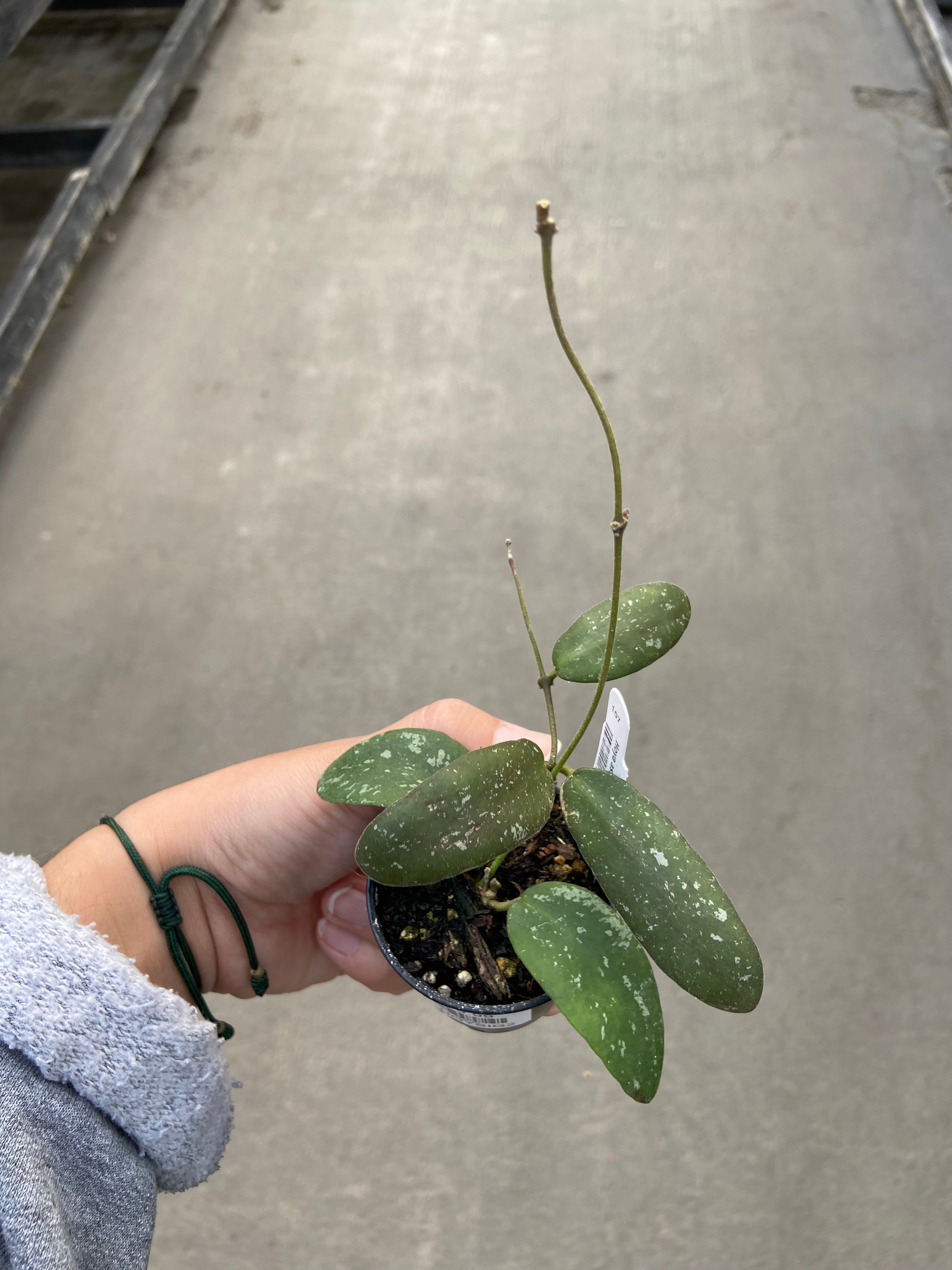 Hoya, Sigillatis Silver