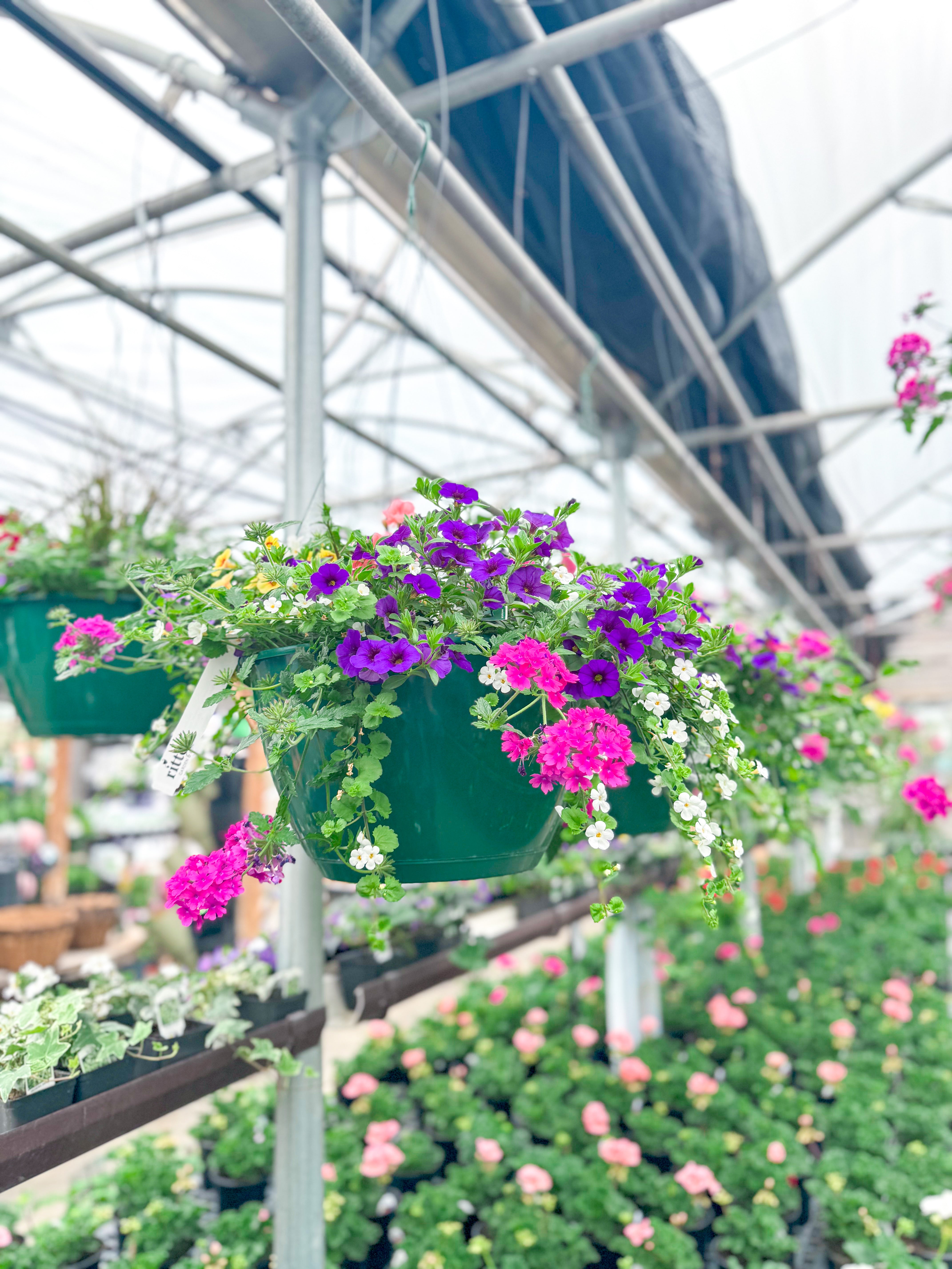 Hanging Basket, Full Sun 14"