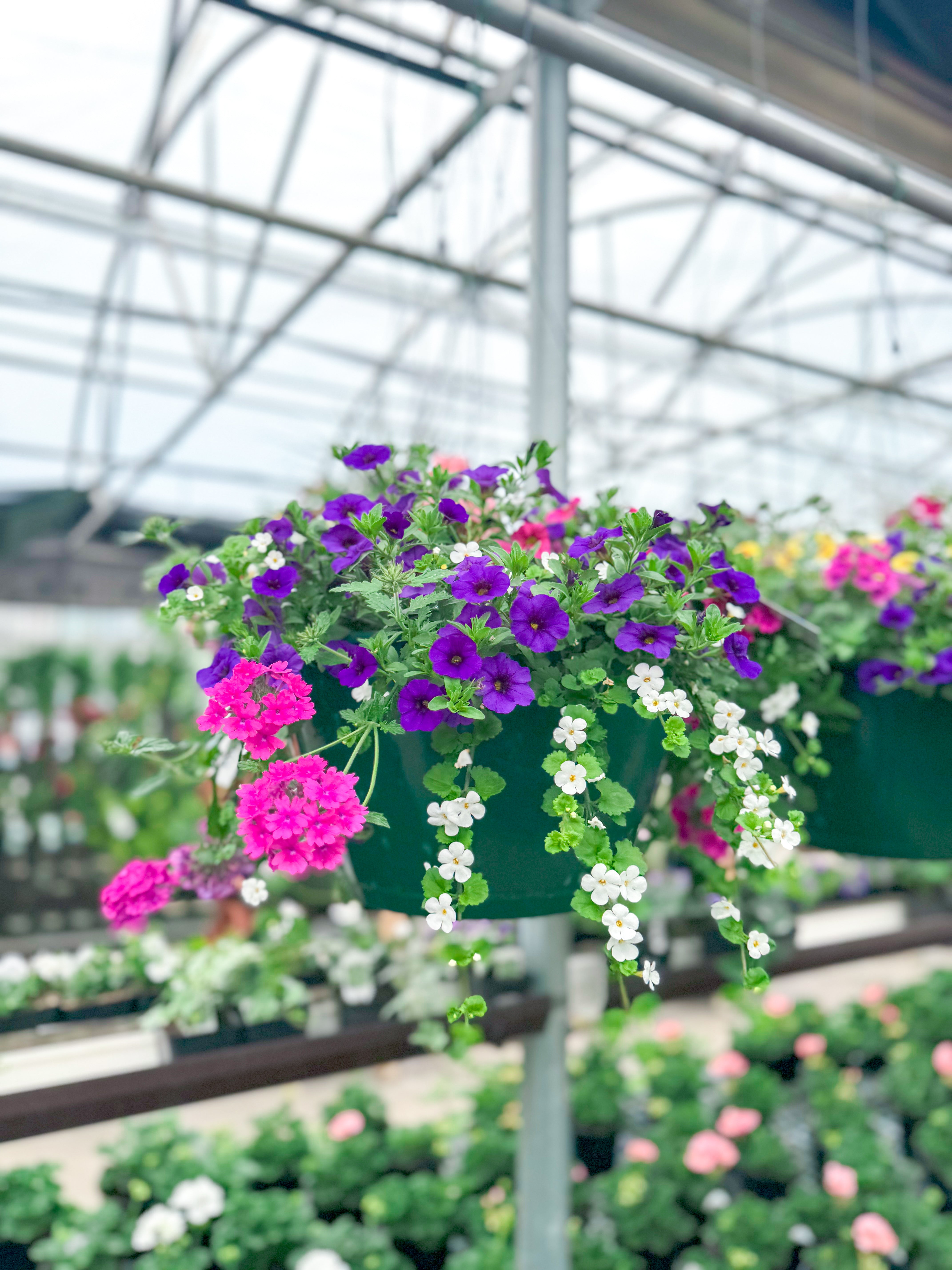 Hanging Basket, Full Sun 14"