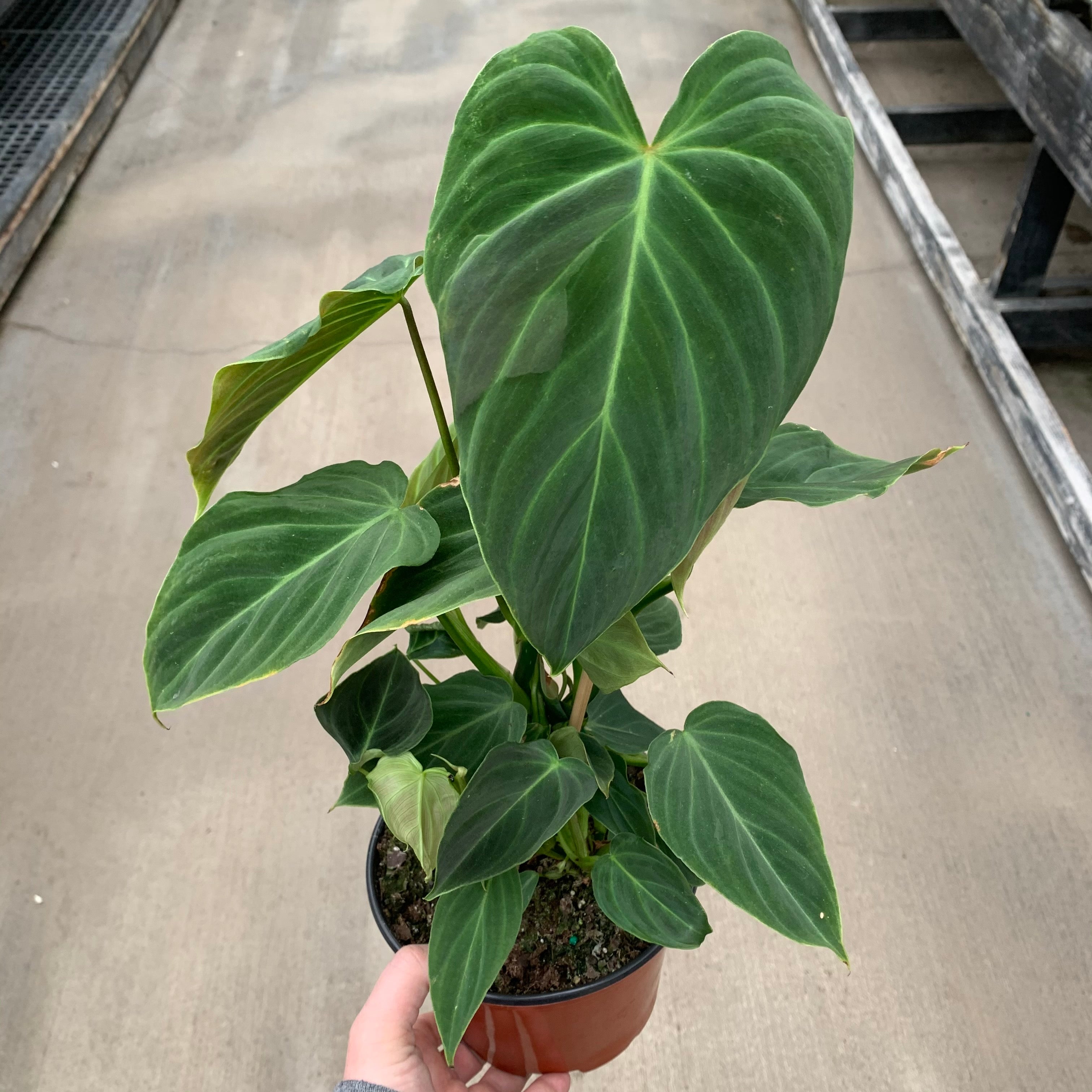 Philodendron, Glorious
