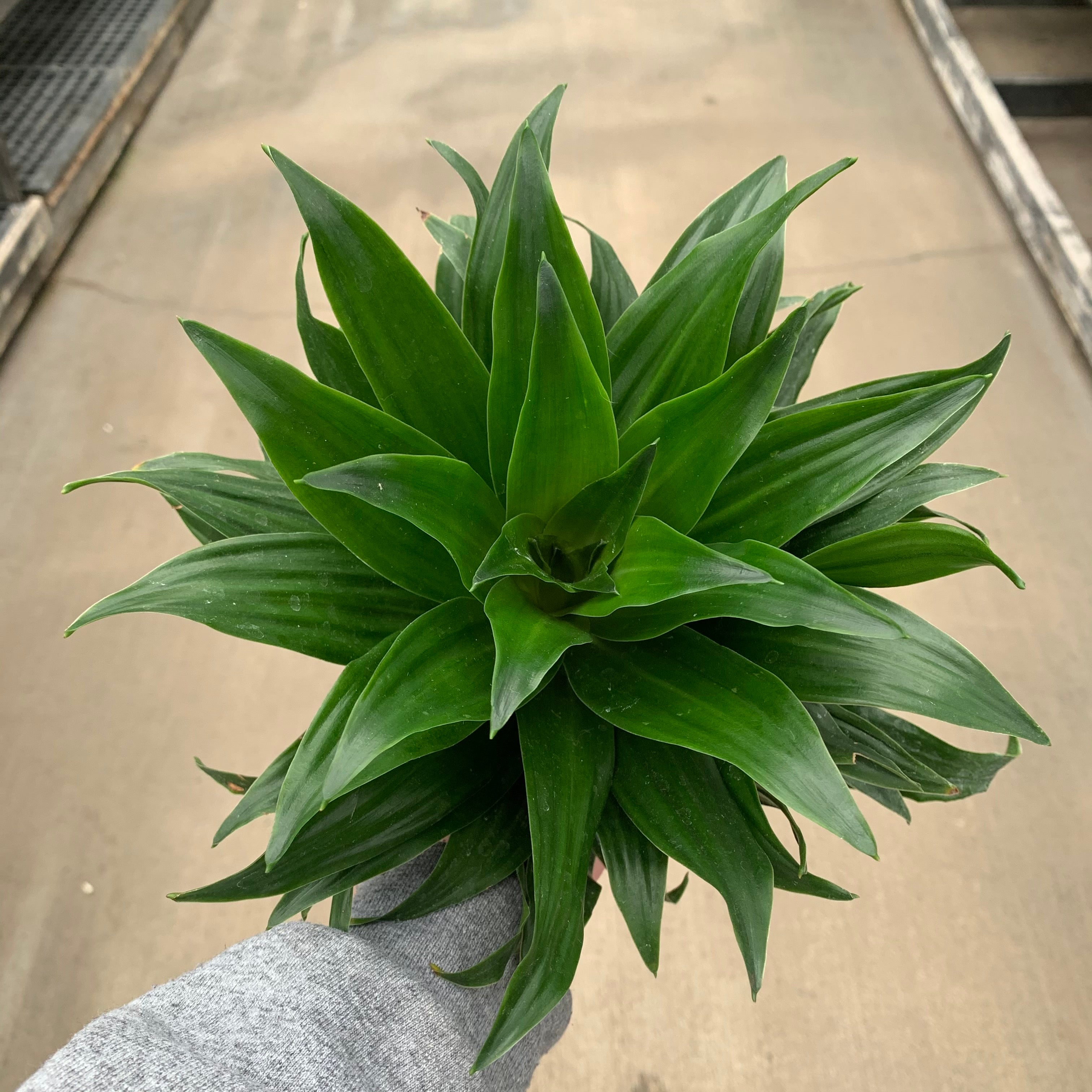 Dracaena, Janet Craig