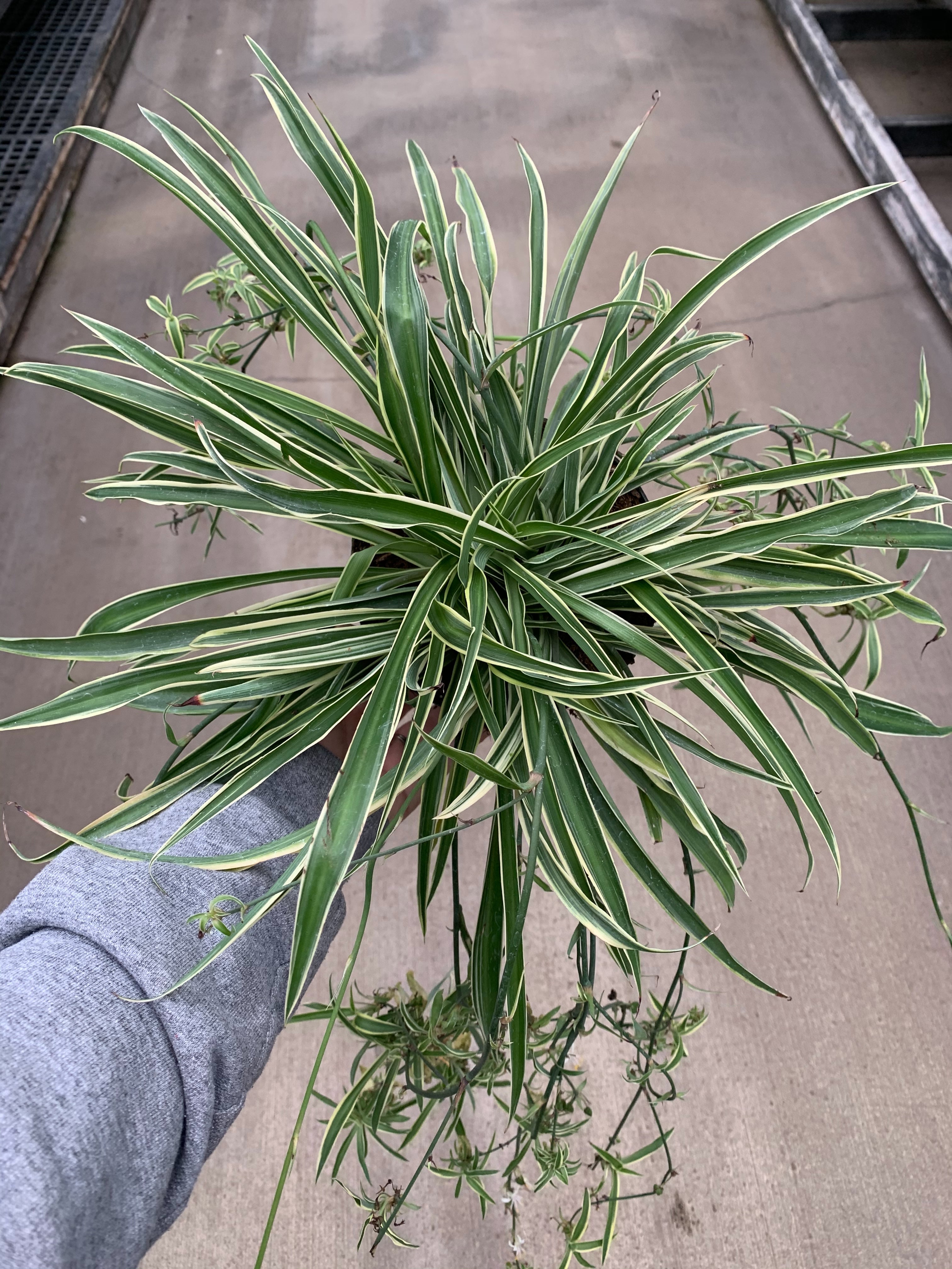 Spider Plant