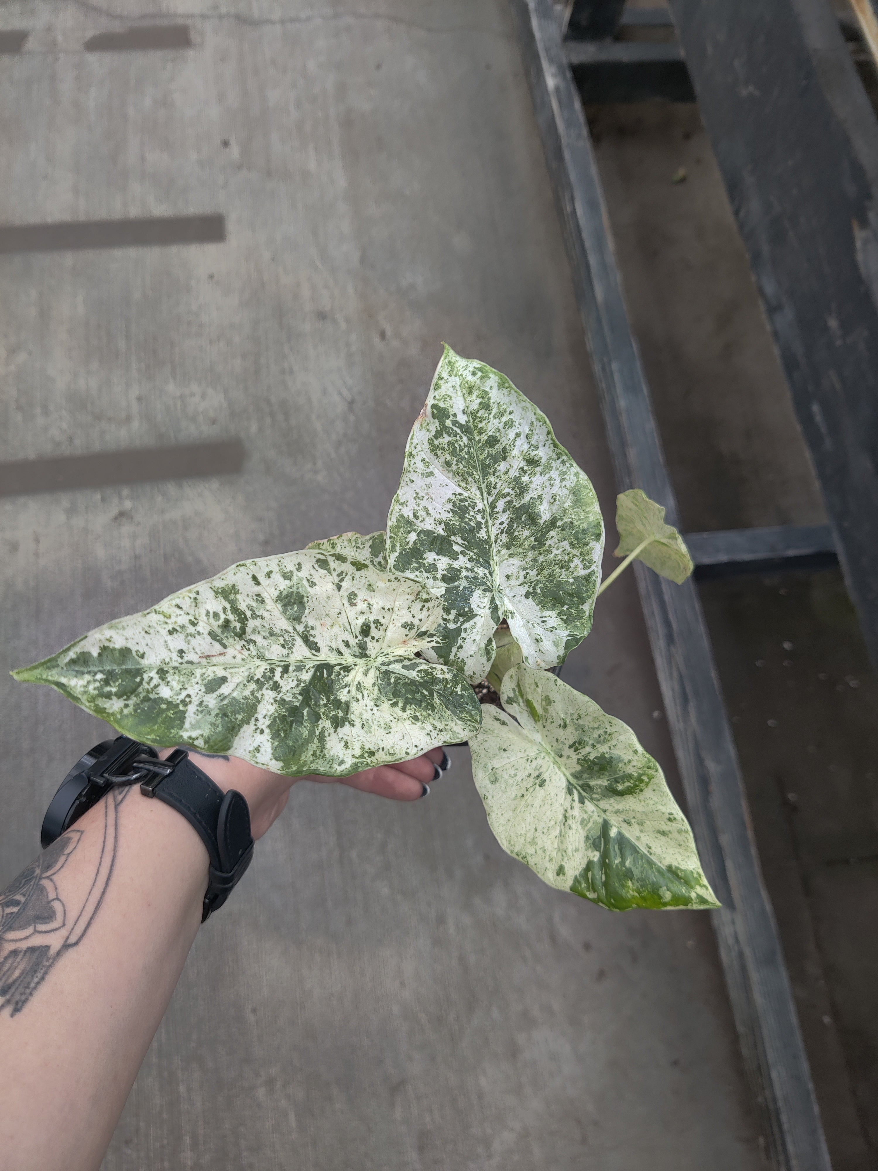 Alocasia, Batik