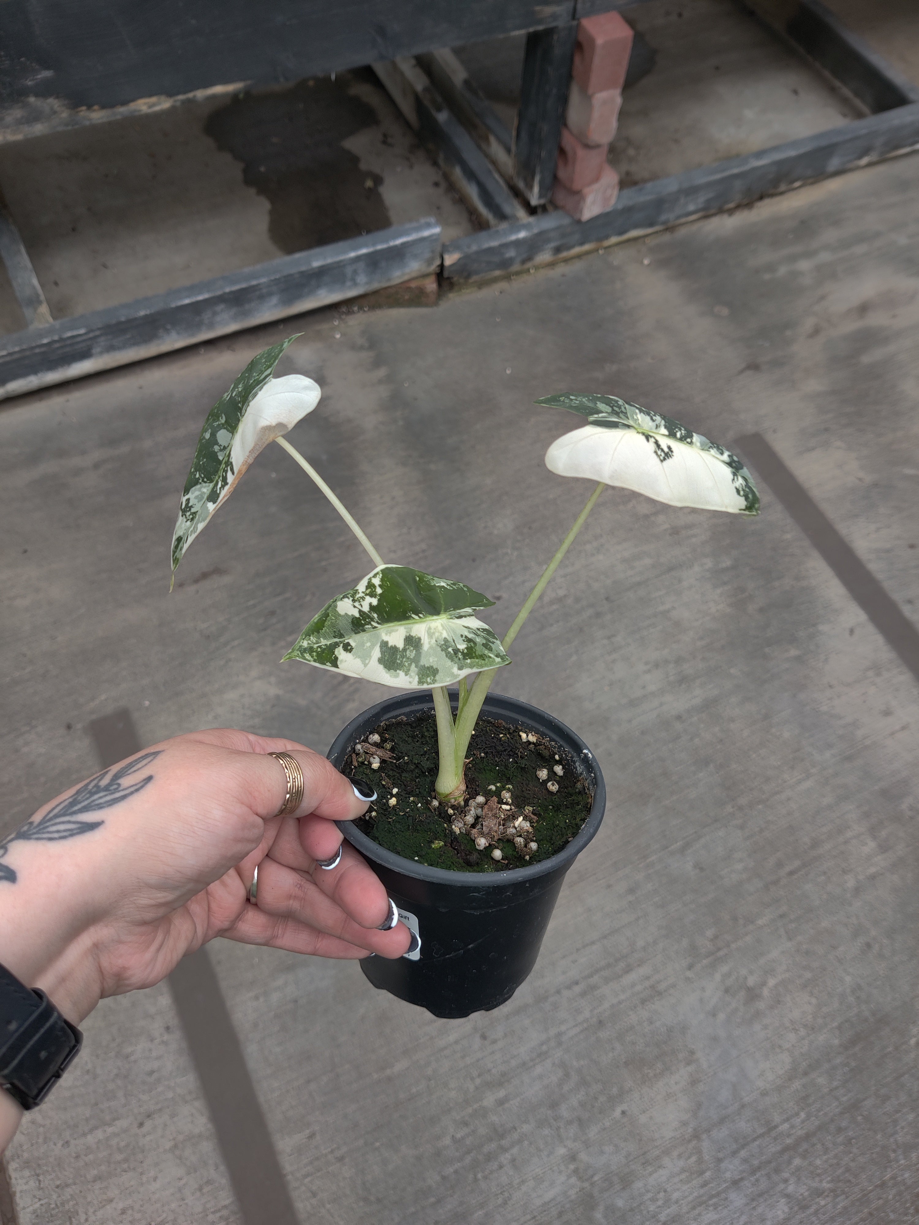 Alocasia, Frydek Variegated