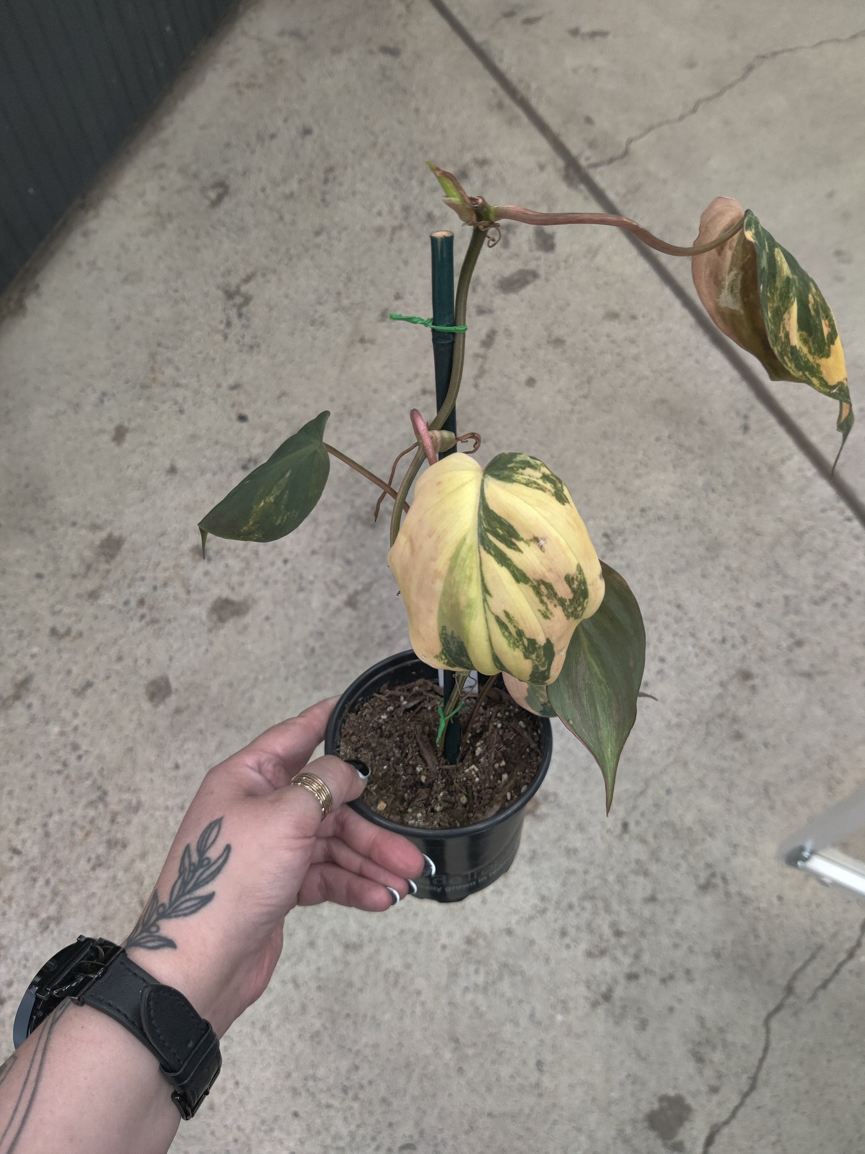 Philodendron, Mican Variegated