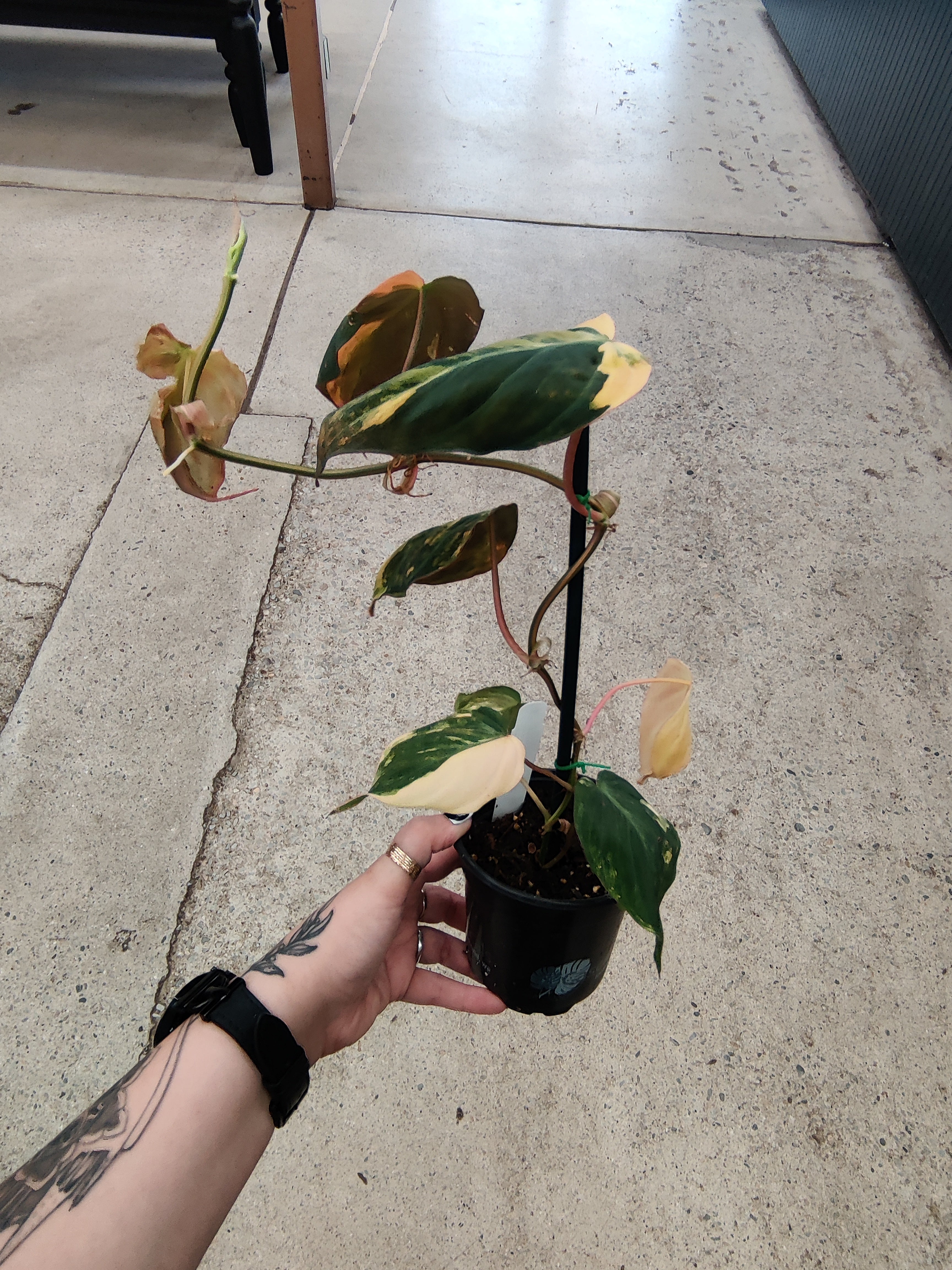 Philodendron, Mican Variegated