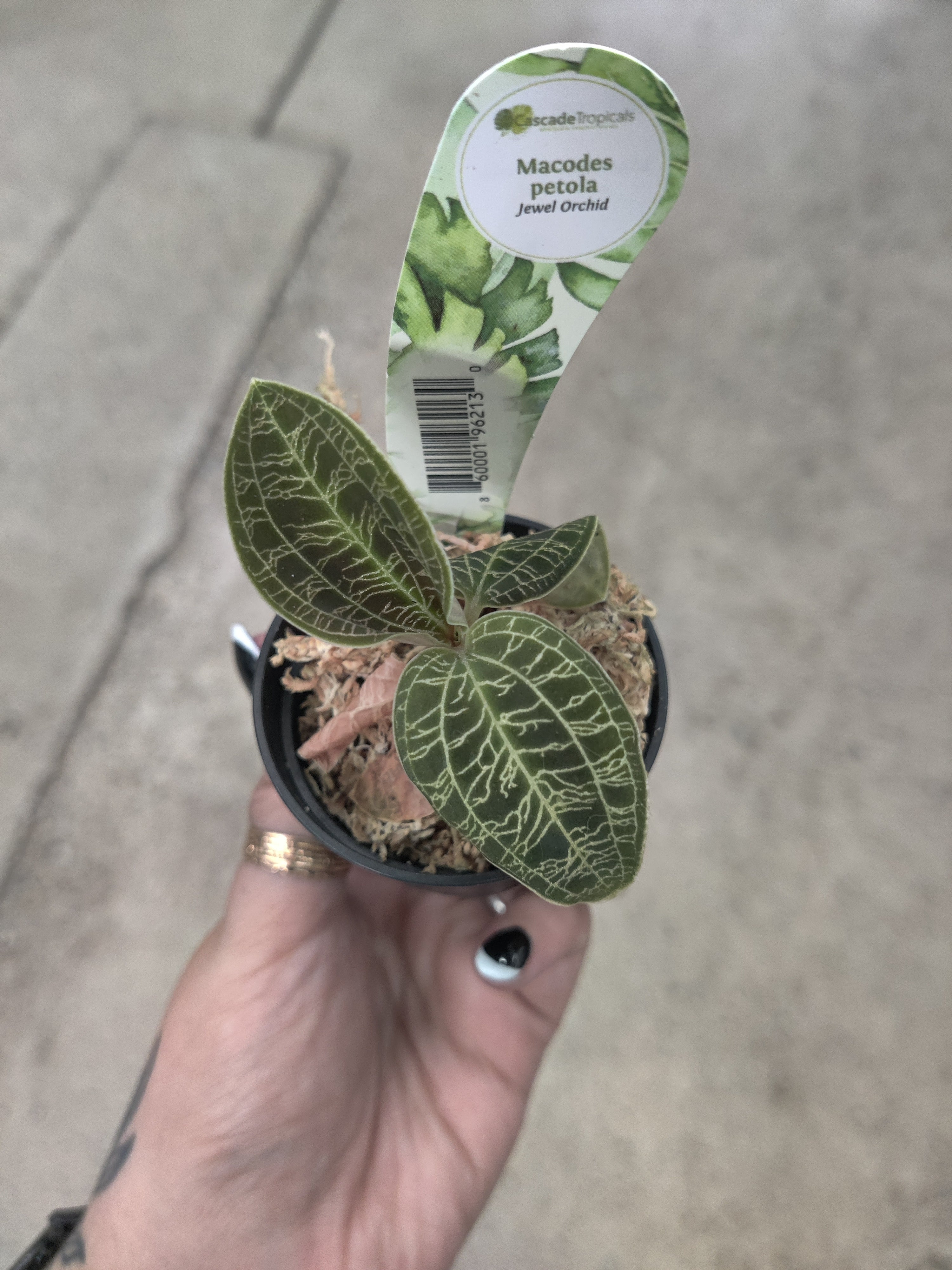 Jewel Orchid, Lightning