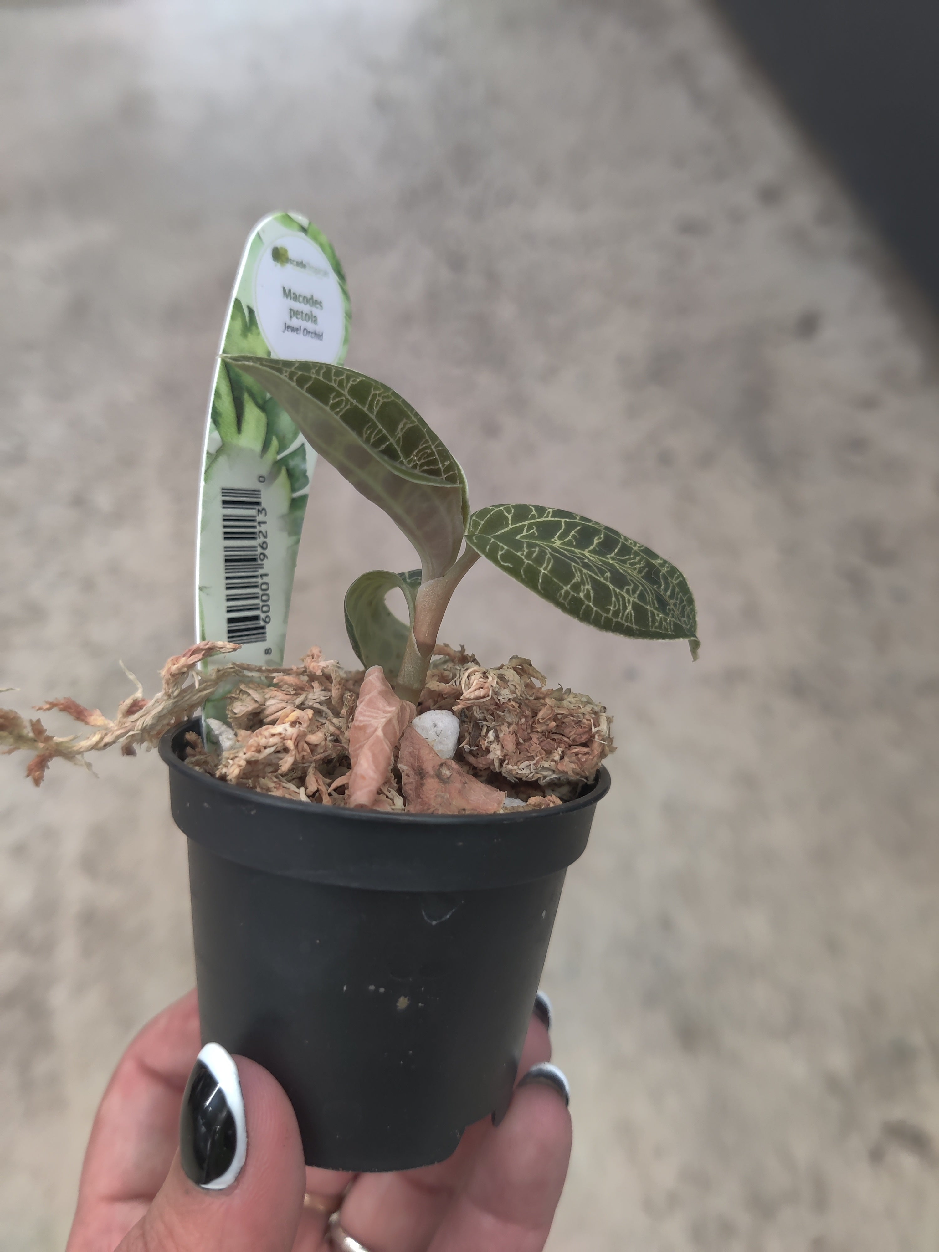 Jewel Orchid, Lightning