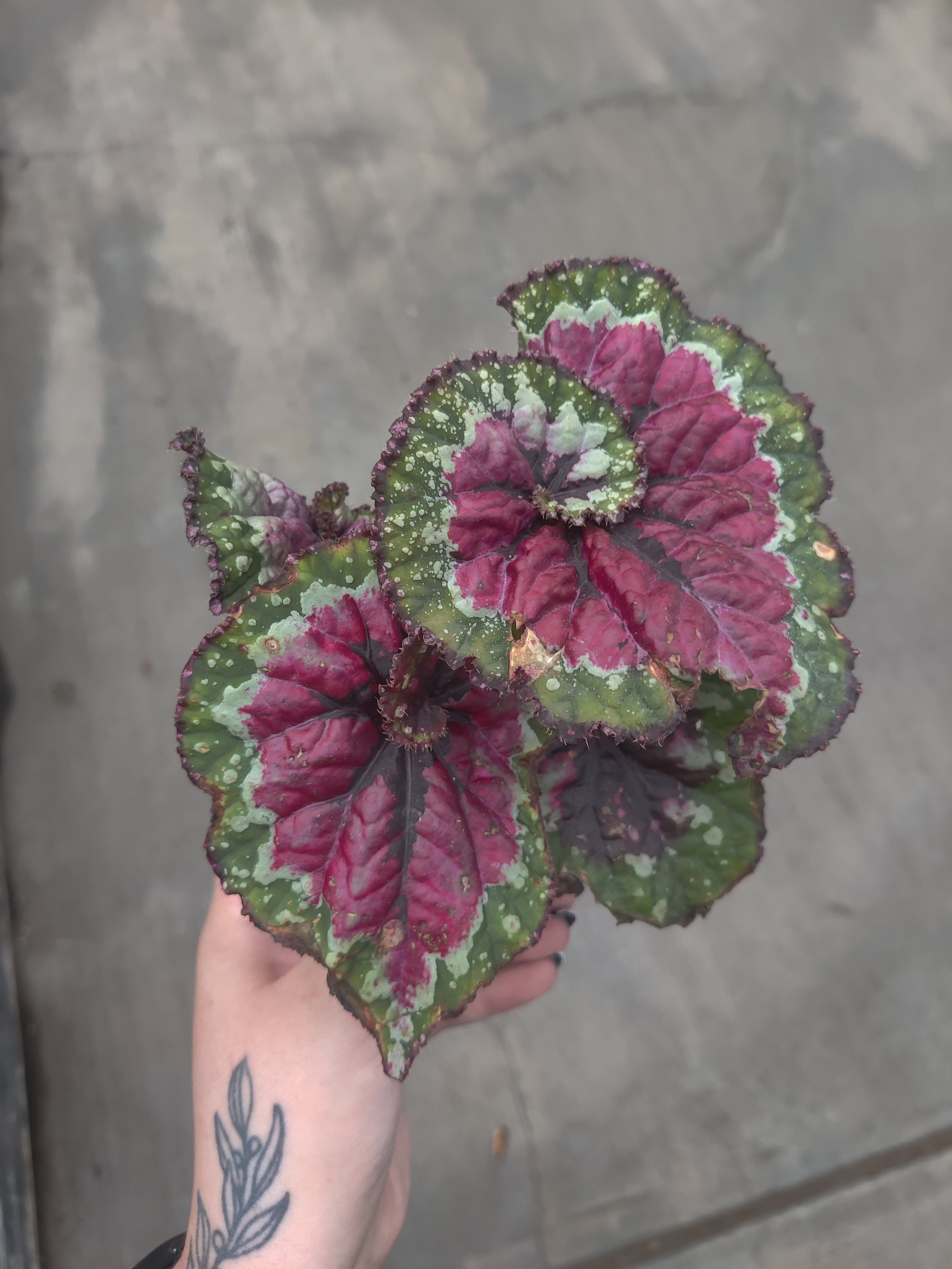 Begonia, Macarena