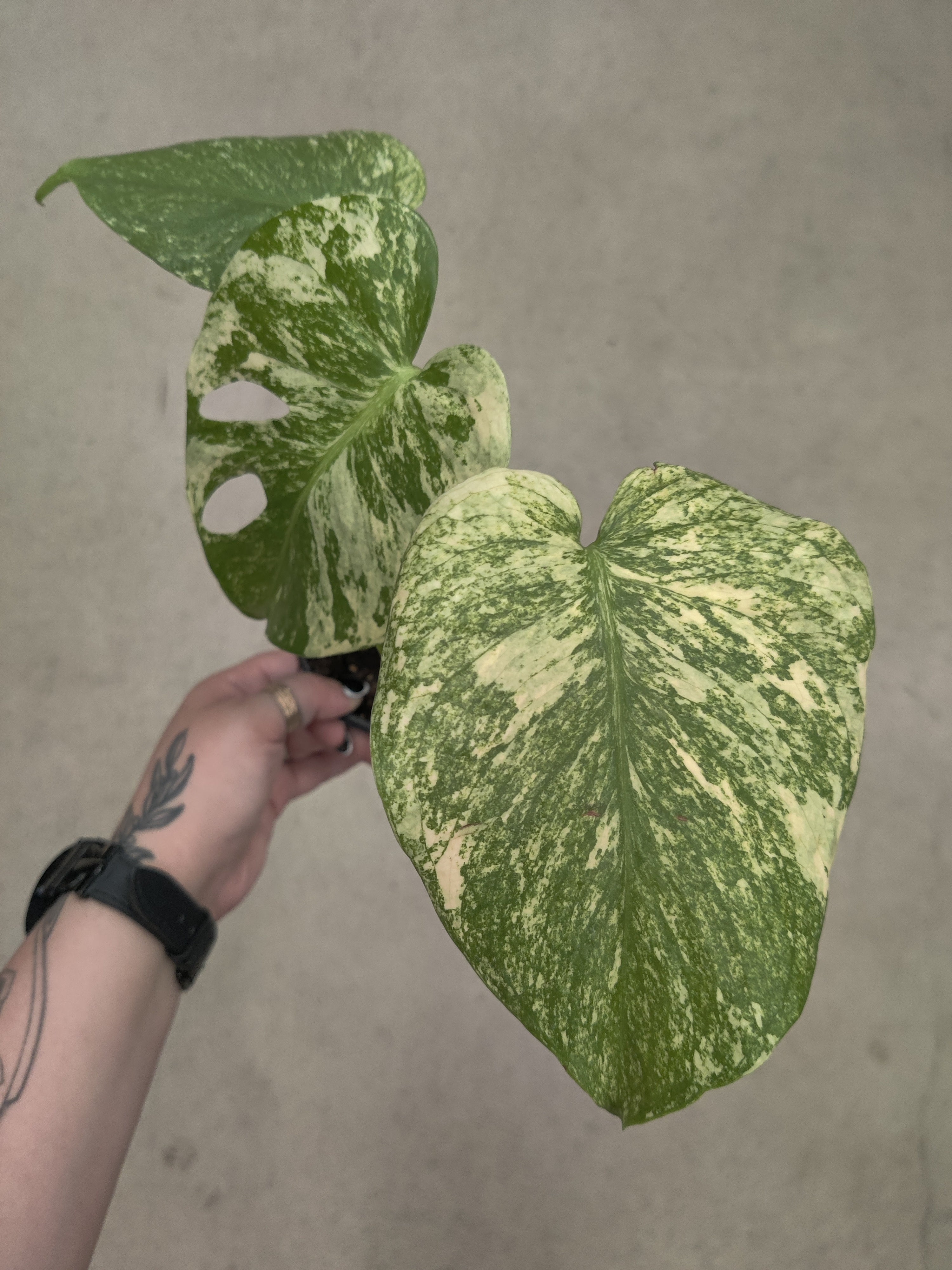 Monstera, Swiss White Monster