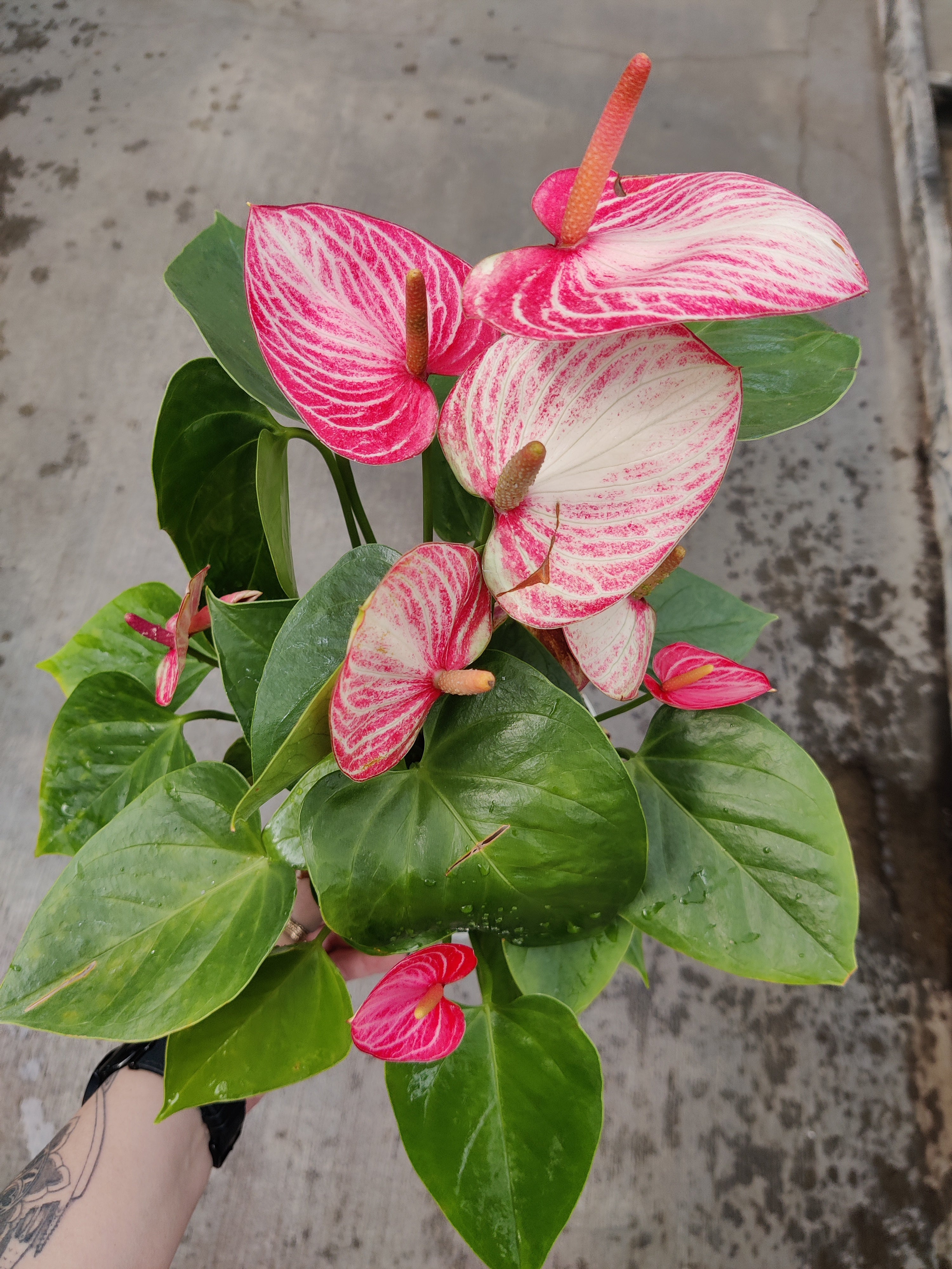 Anthurium, Andreanum