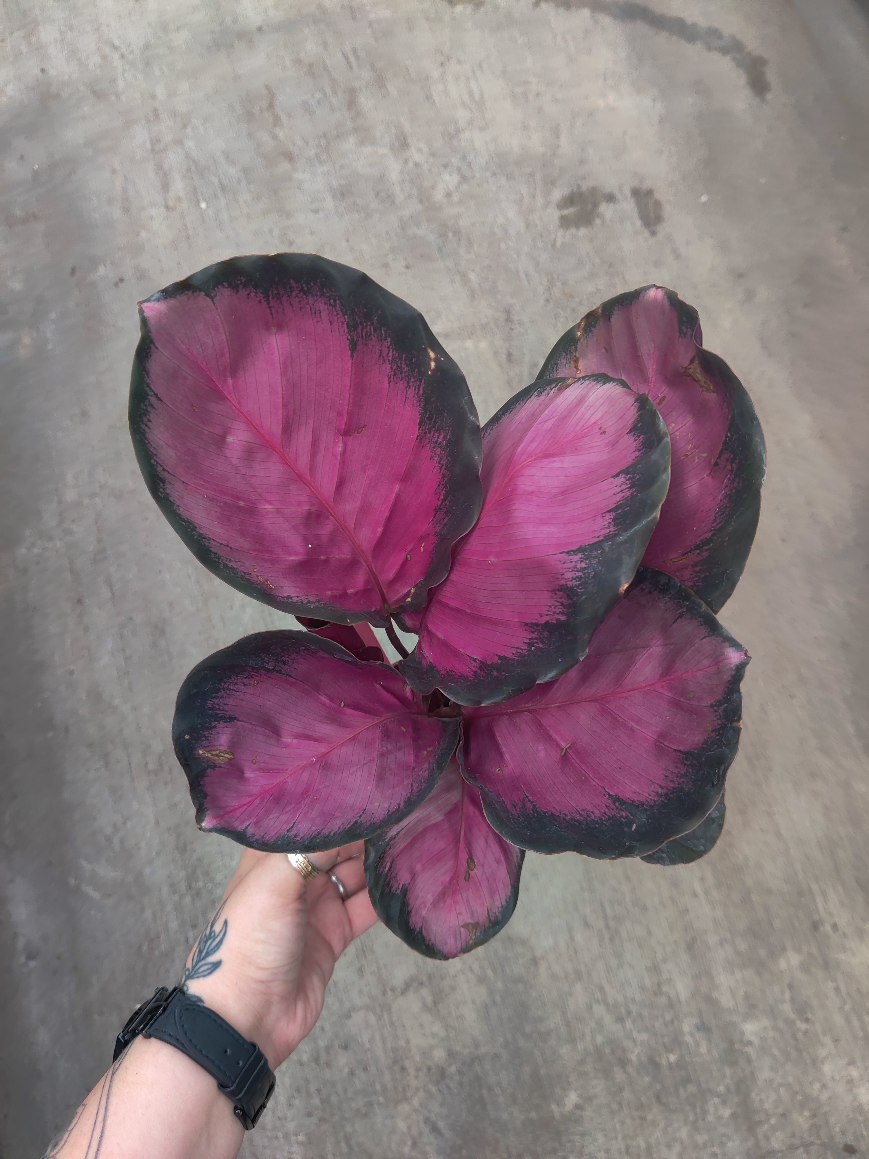Calathea, Rosy