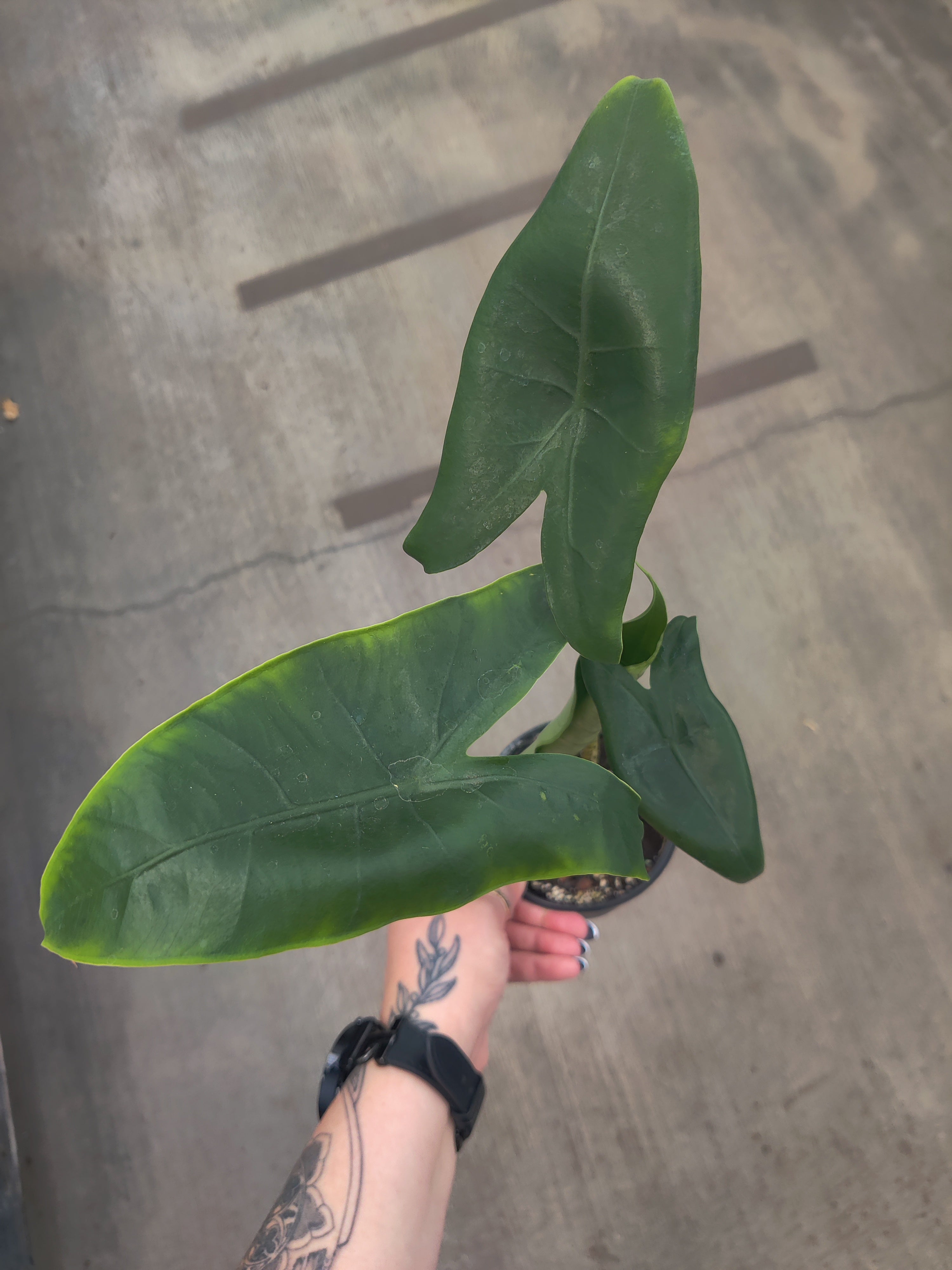 Alocasia, Zebrina