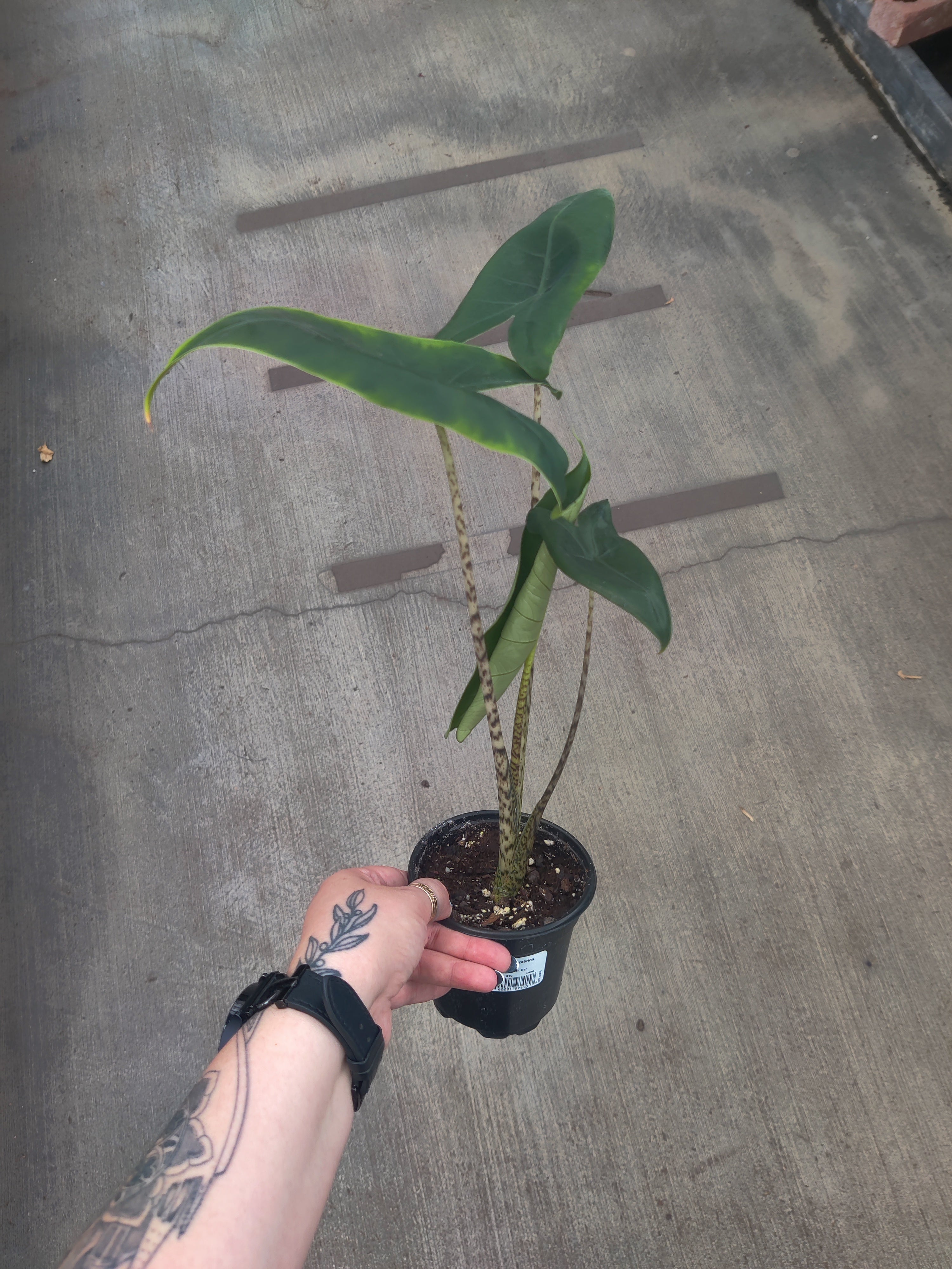 Alocasia, Zebrina