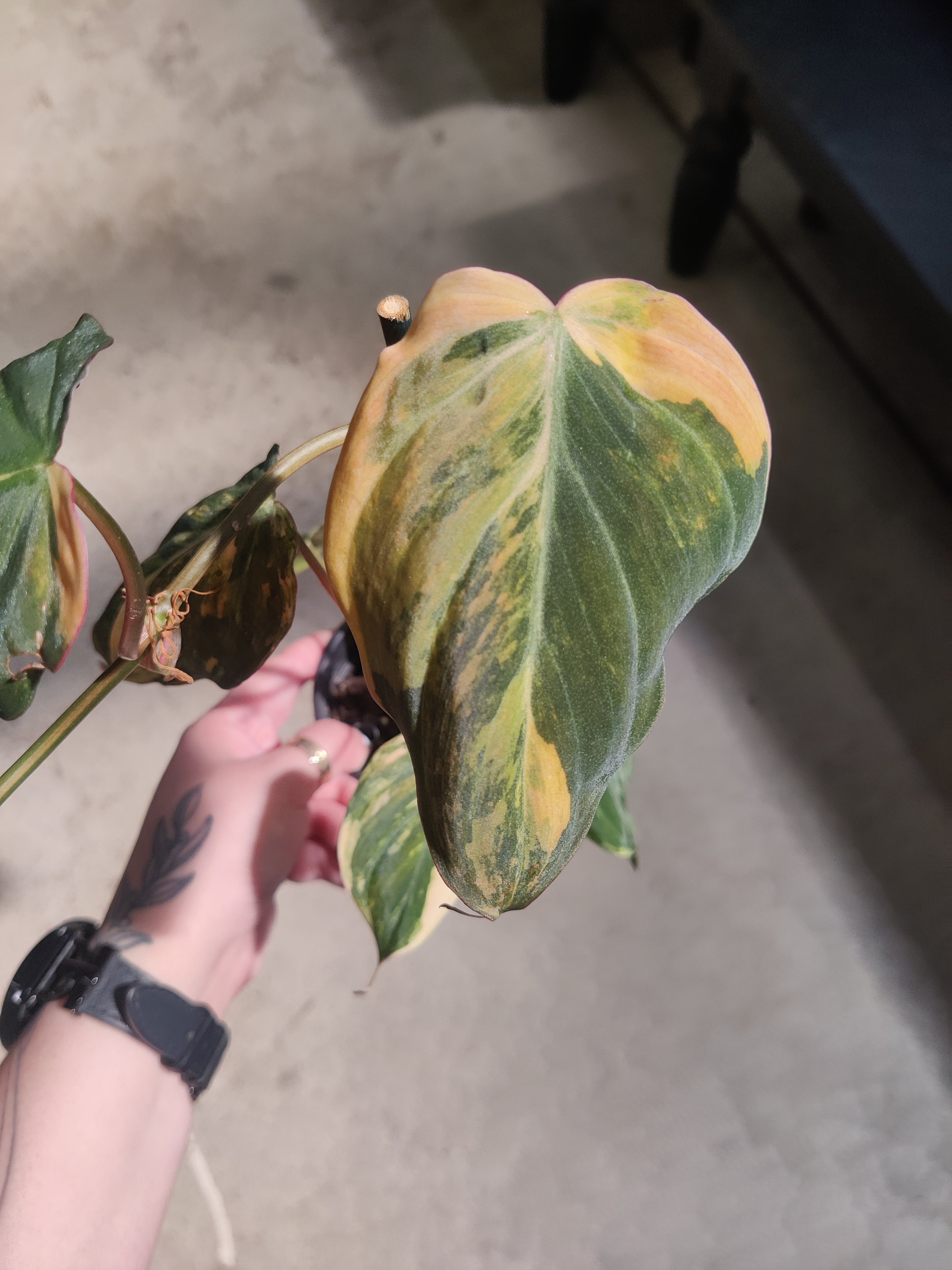 Philodendron, Mican Variegated
