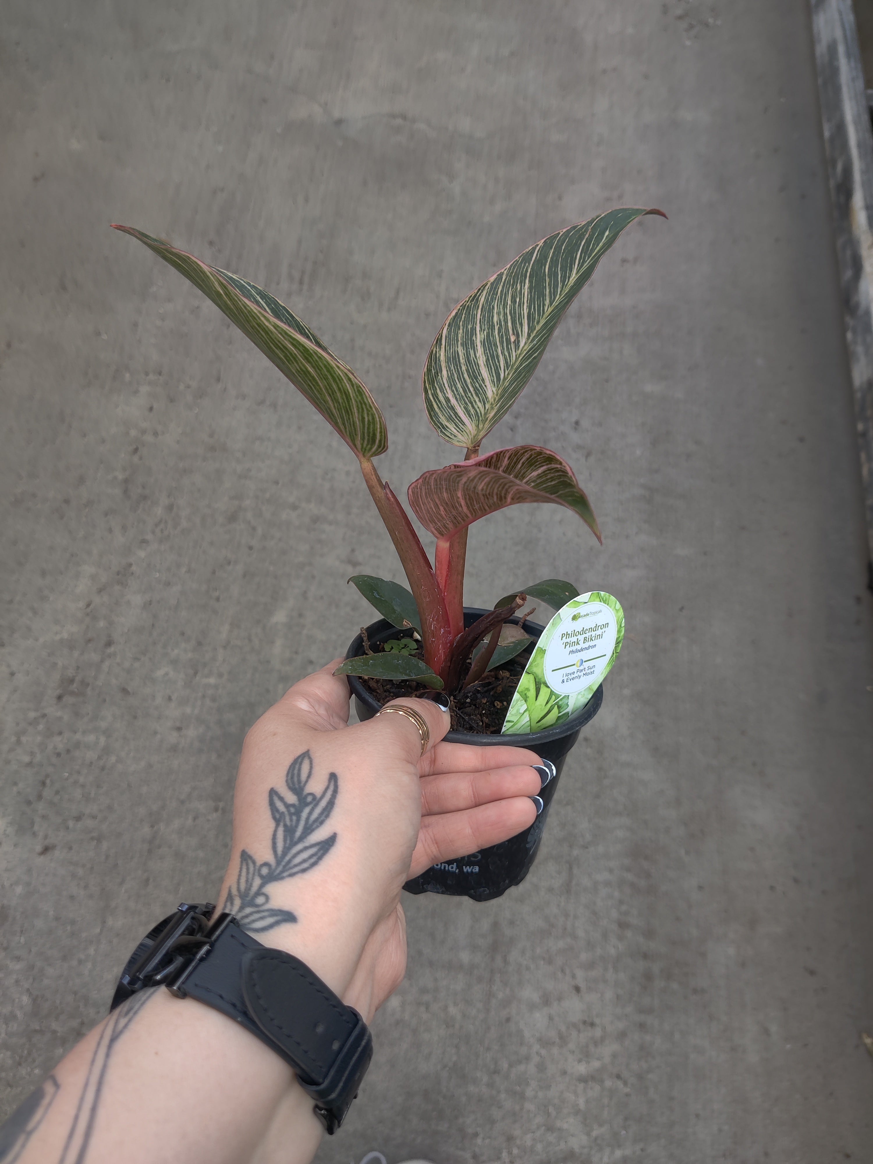 Philodendron, Pink Bikini