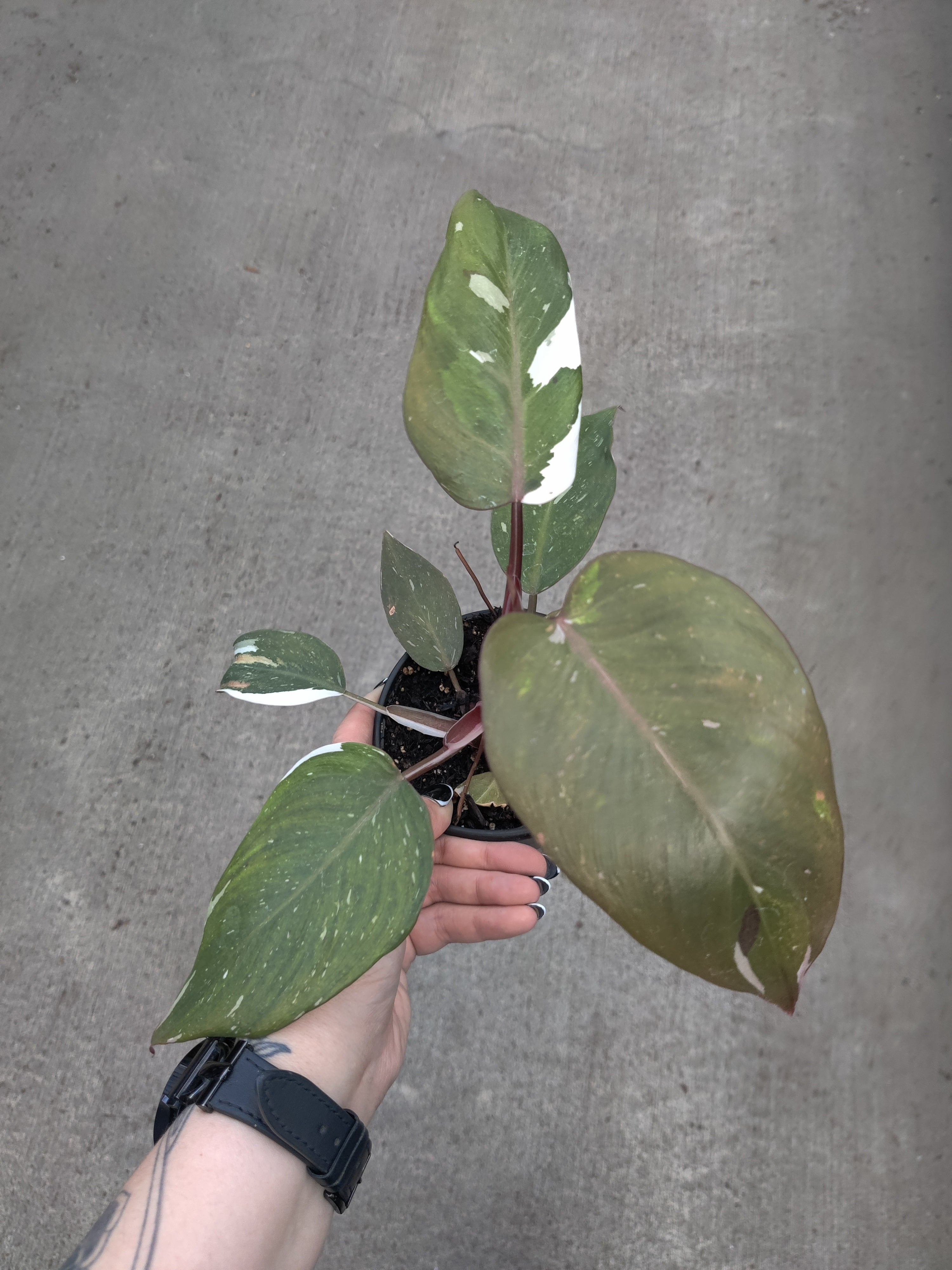 Philodendron, Red Anderson