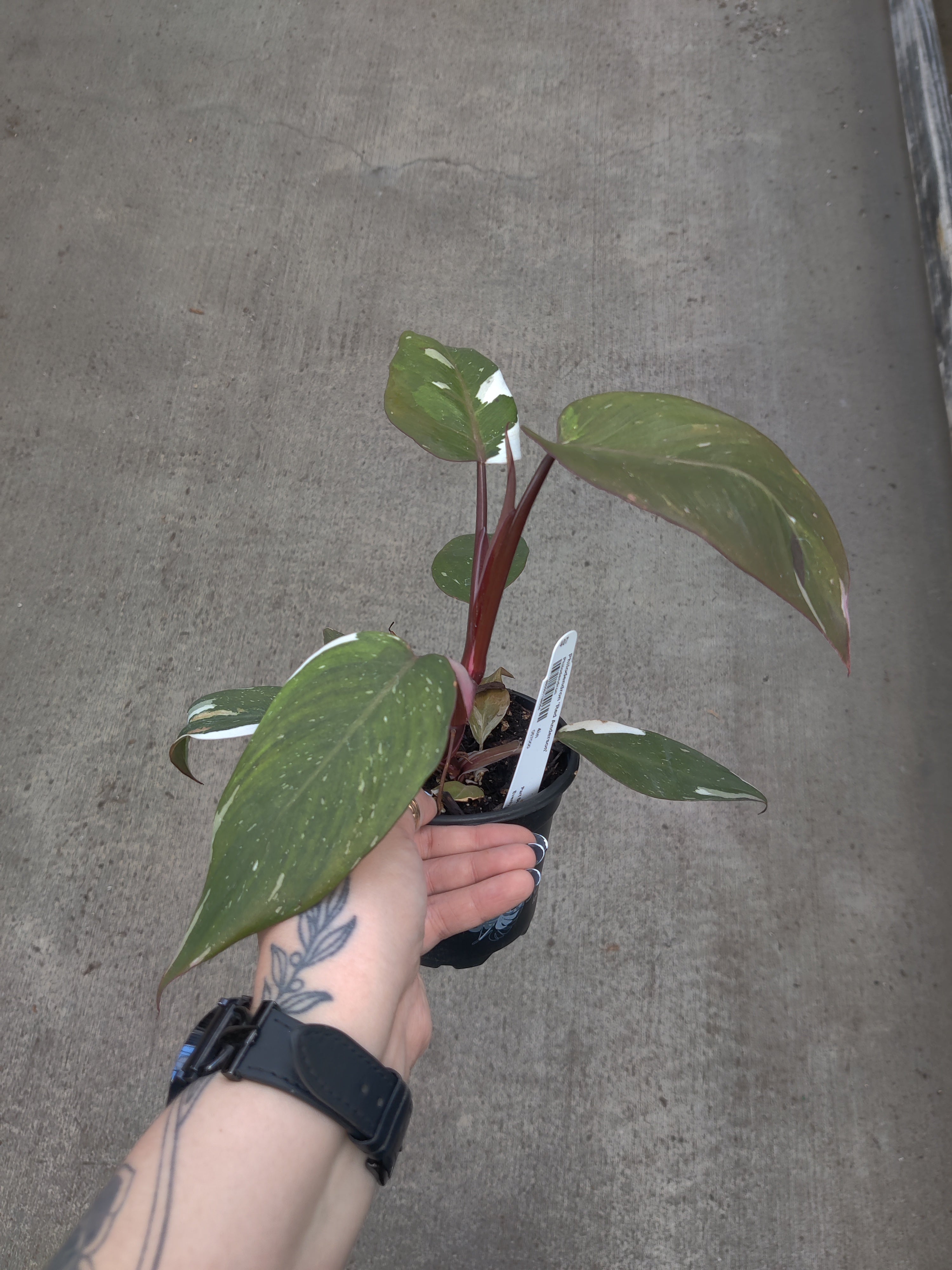 Philodendron, Red Anderson