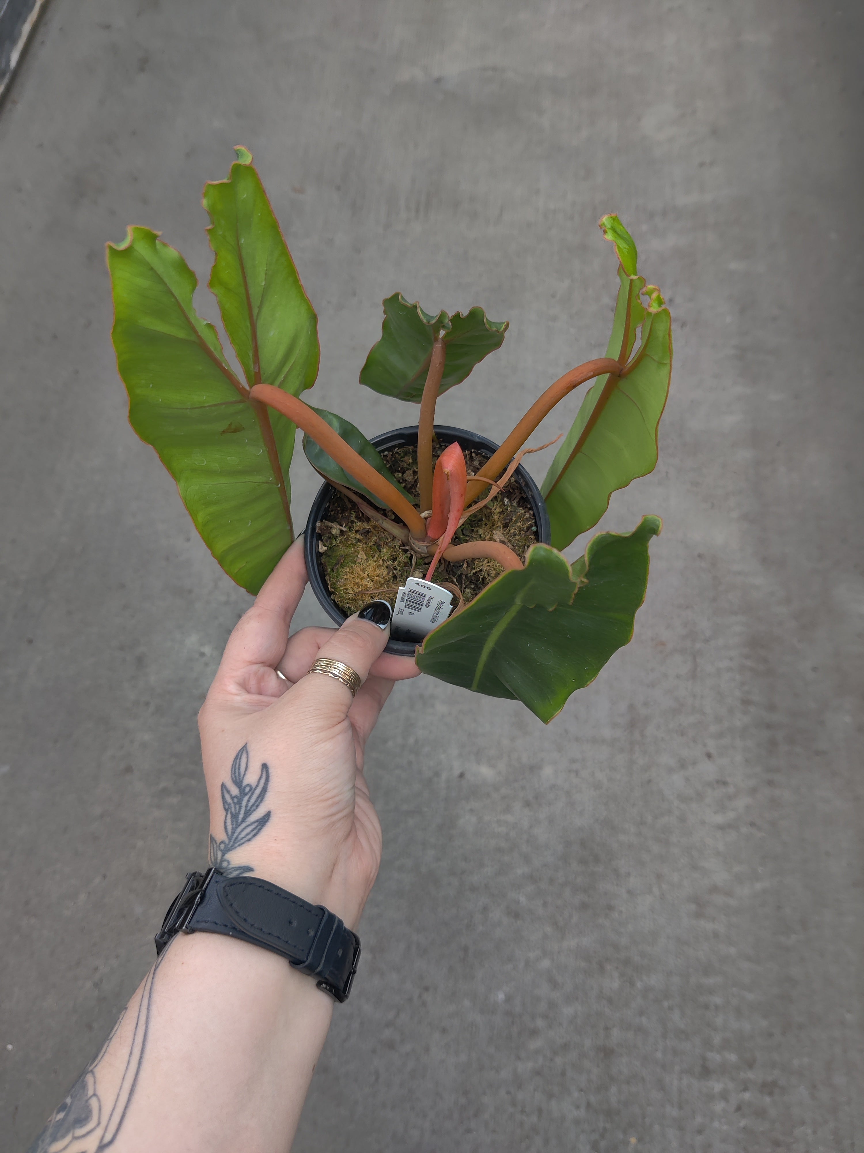 Philodendron, Billietiae