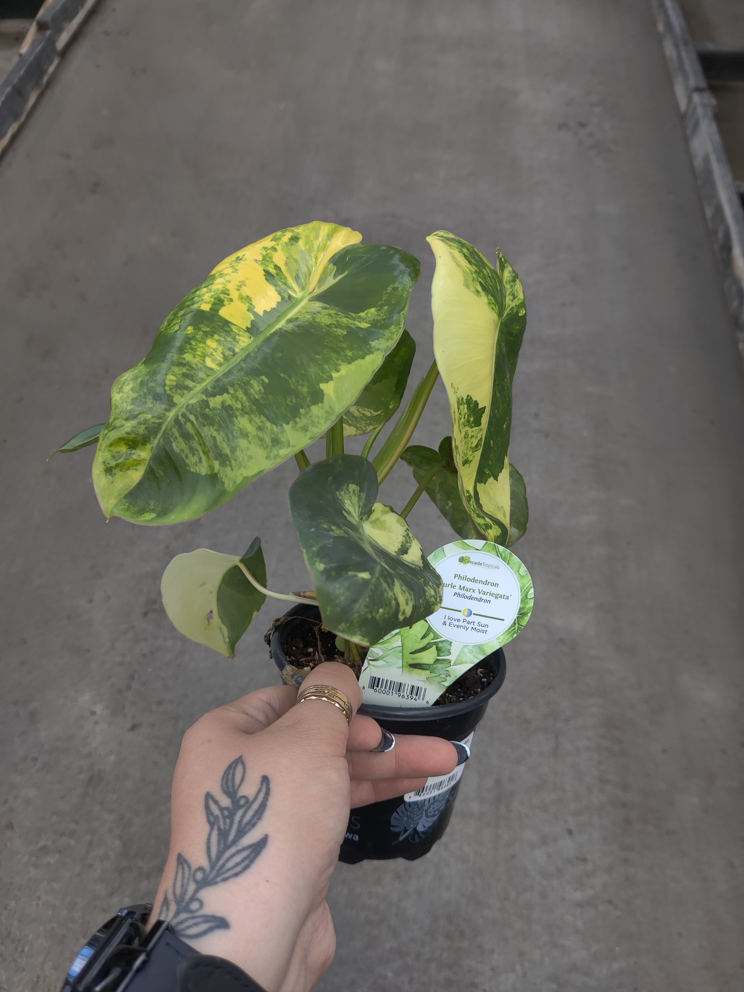 Philodendron, Burle Marx Variegated