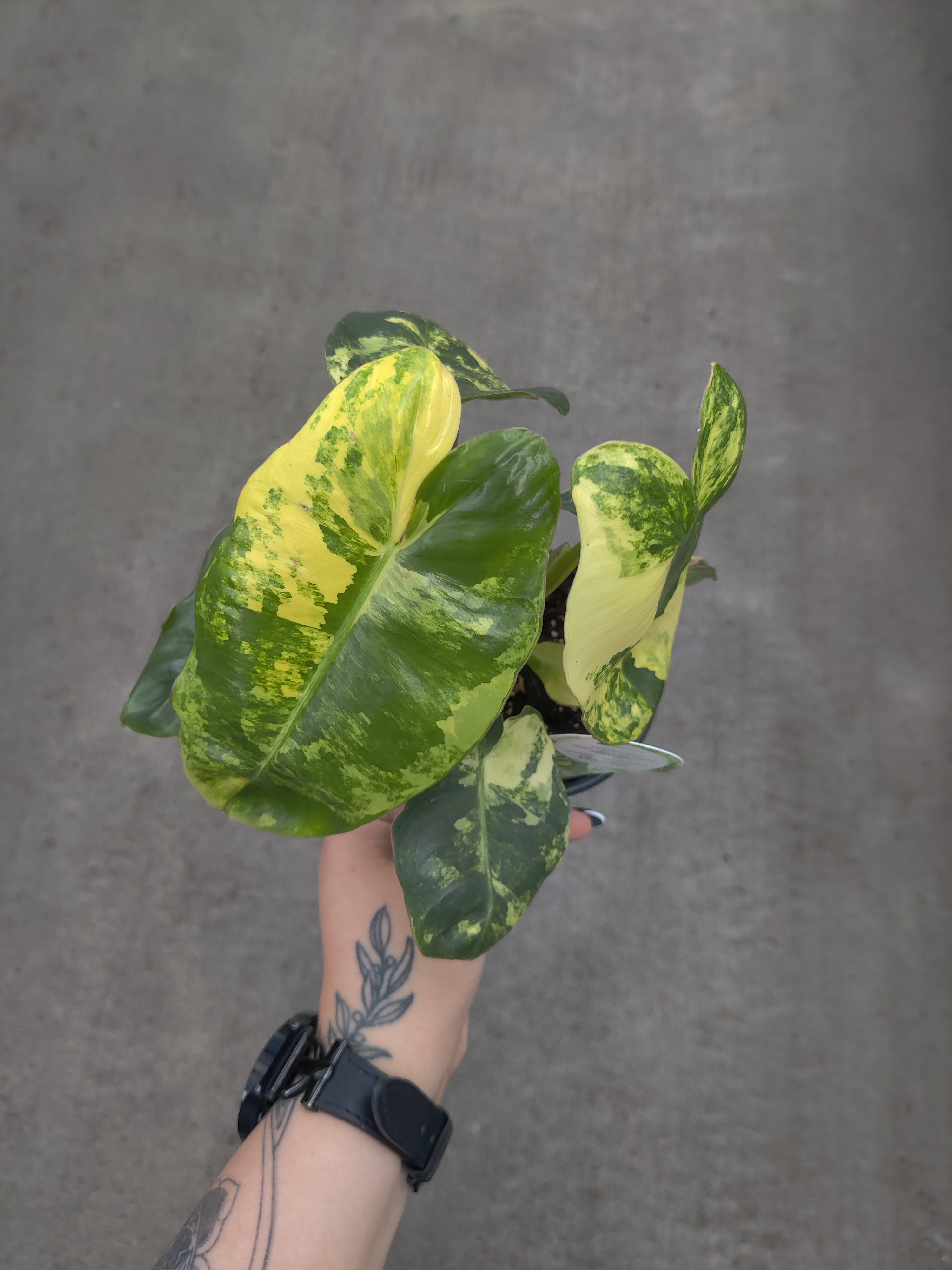 Philodendron, Burle Marx Variegated