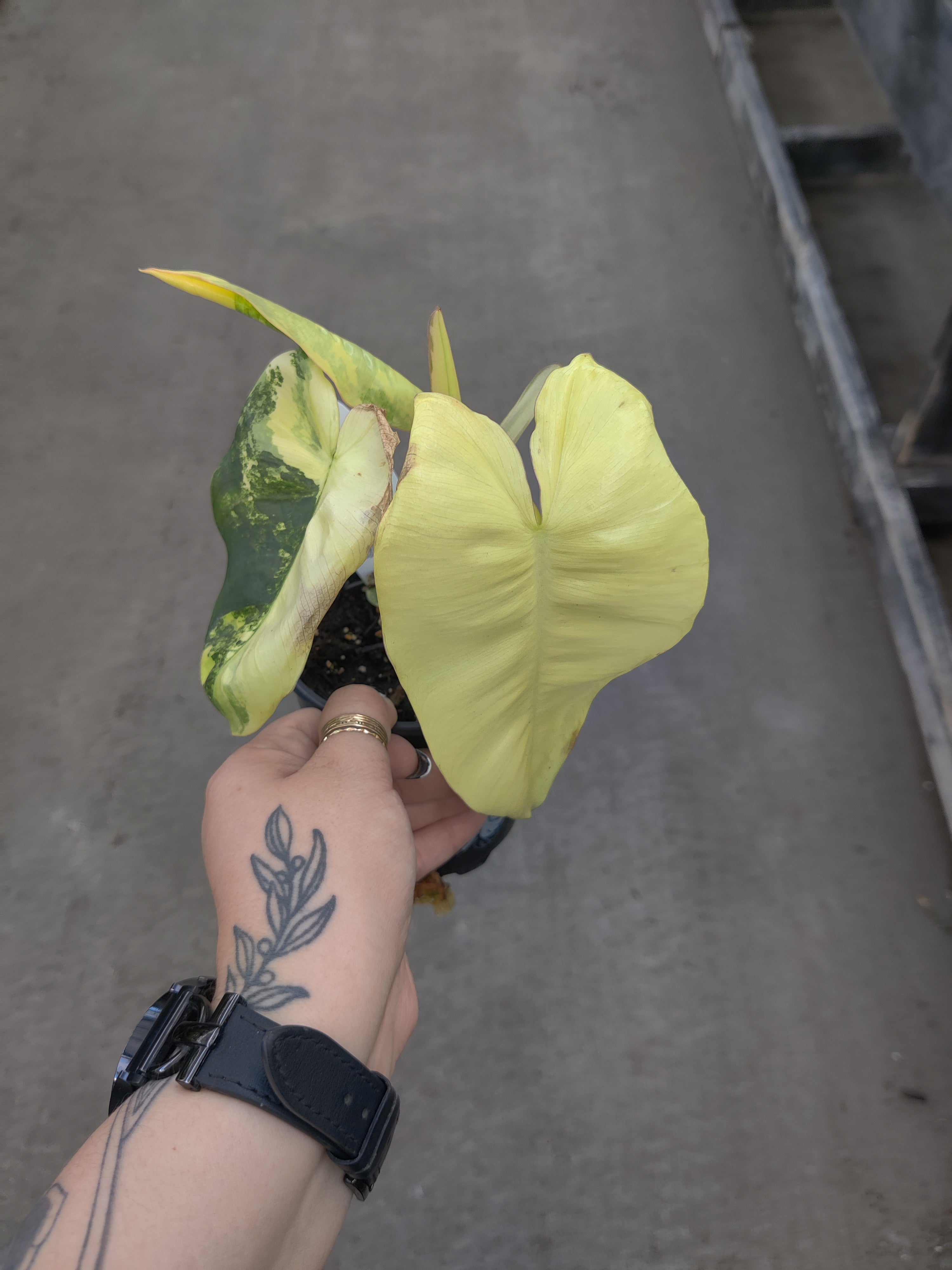 Philodendron, Burle Marx Variegated
