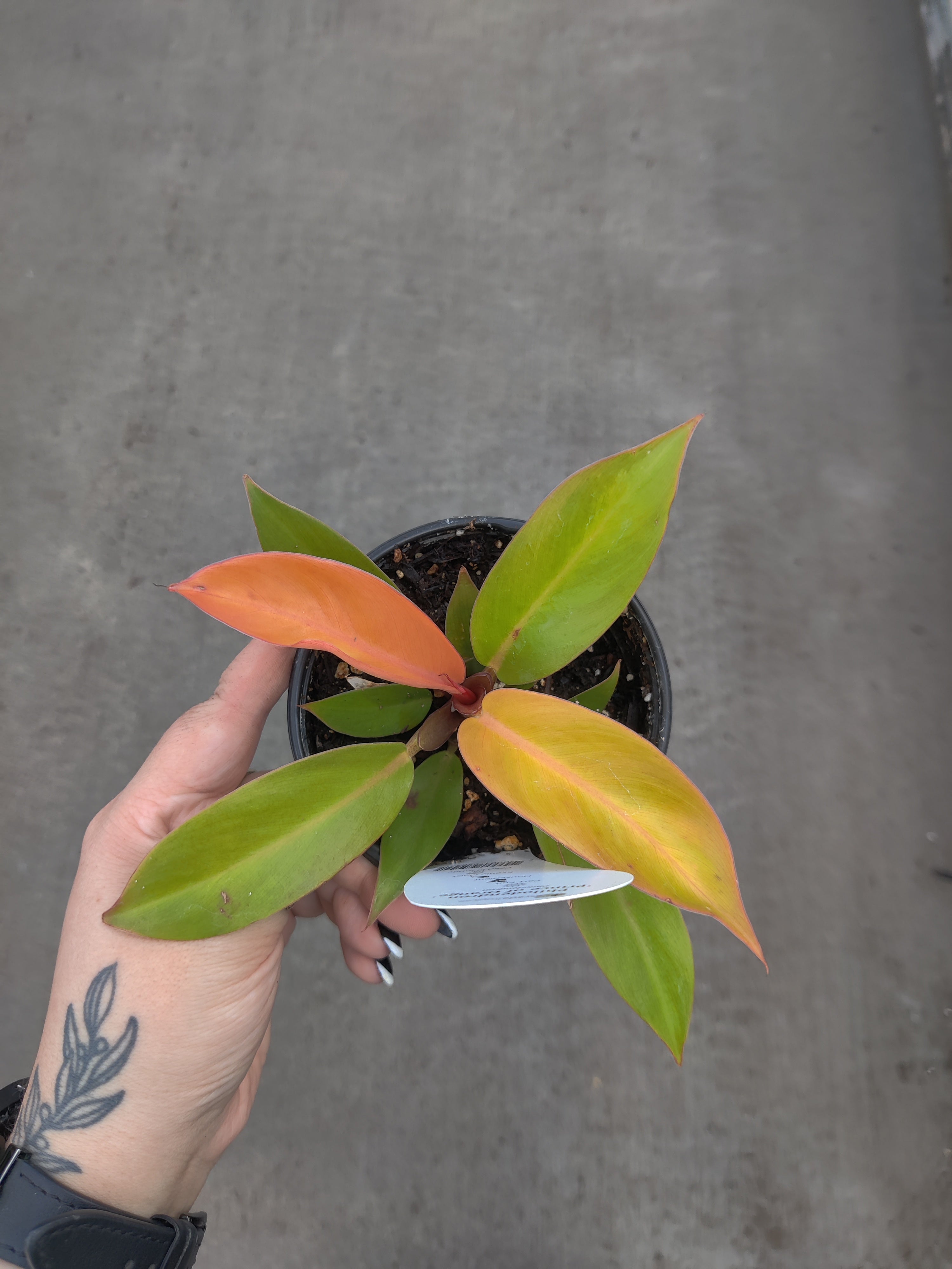 Philodendron, Prince of Orange