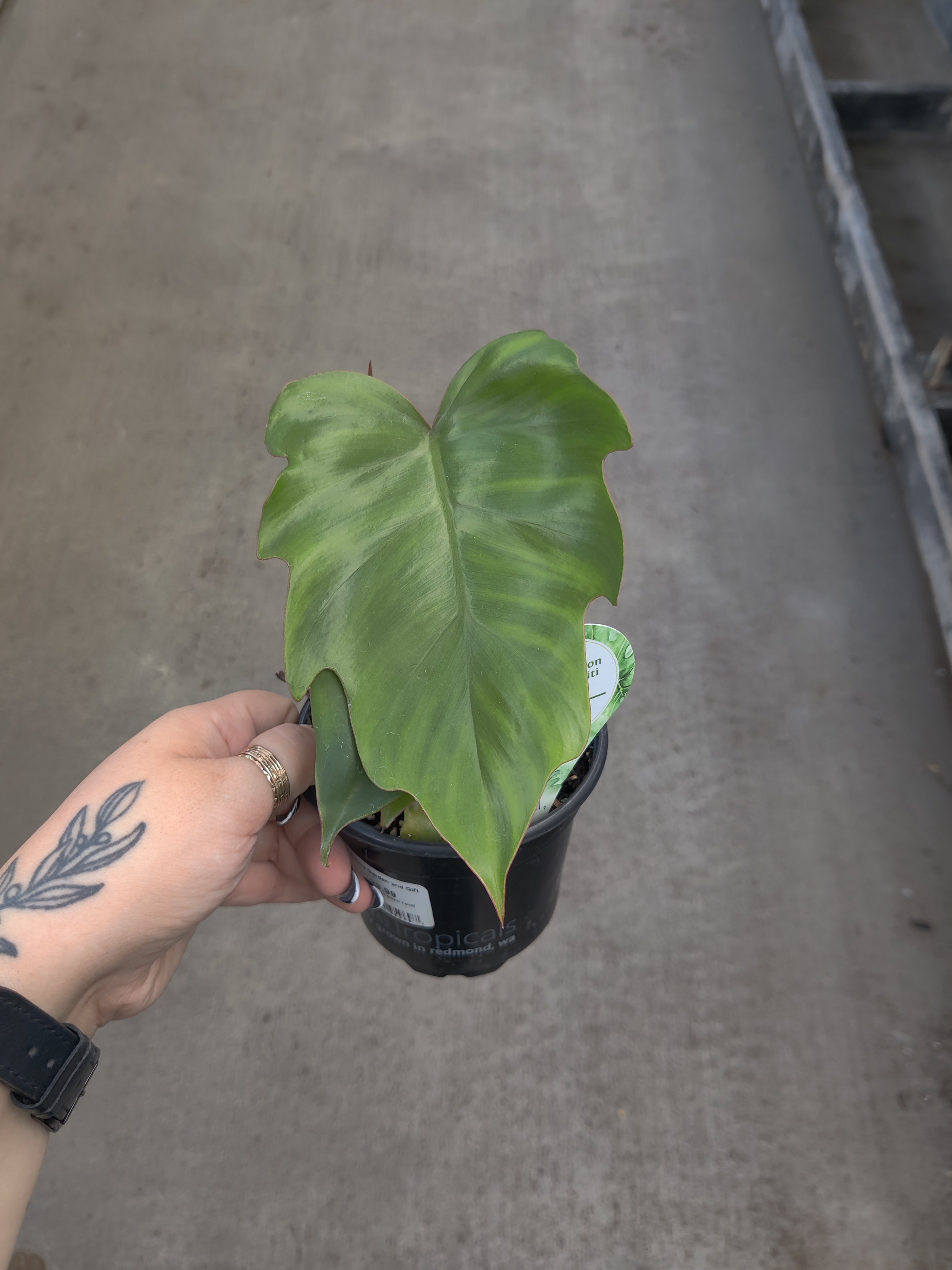 Philodendron, Tahiti