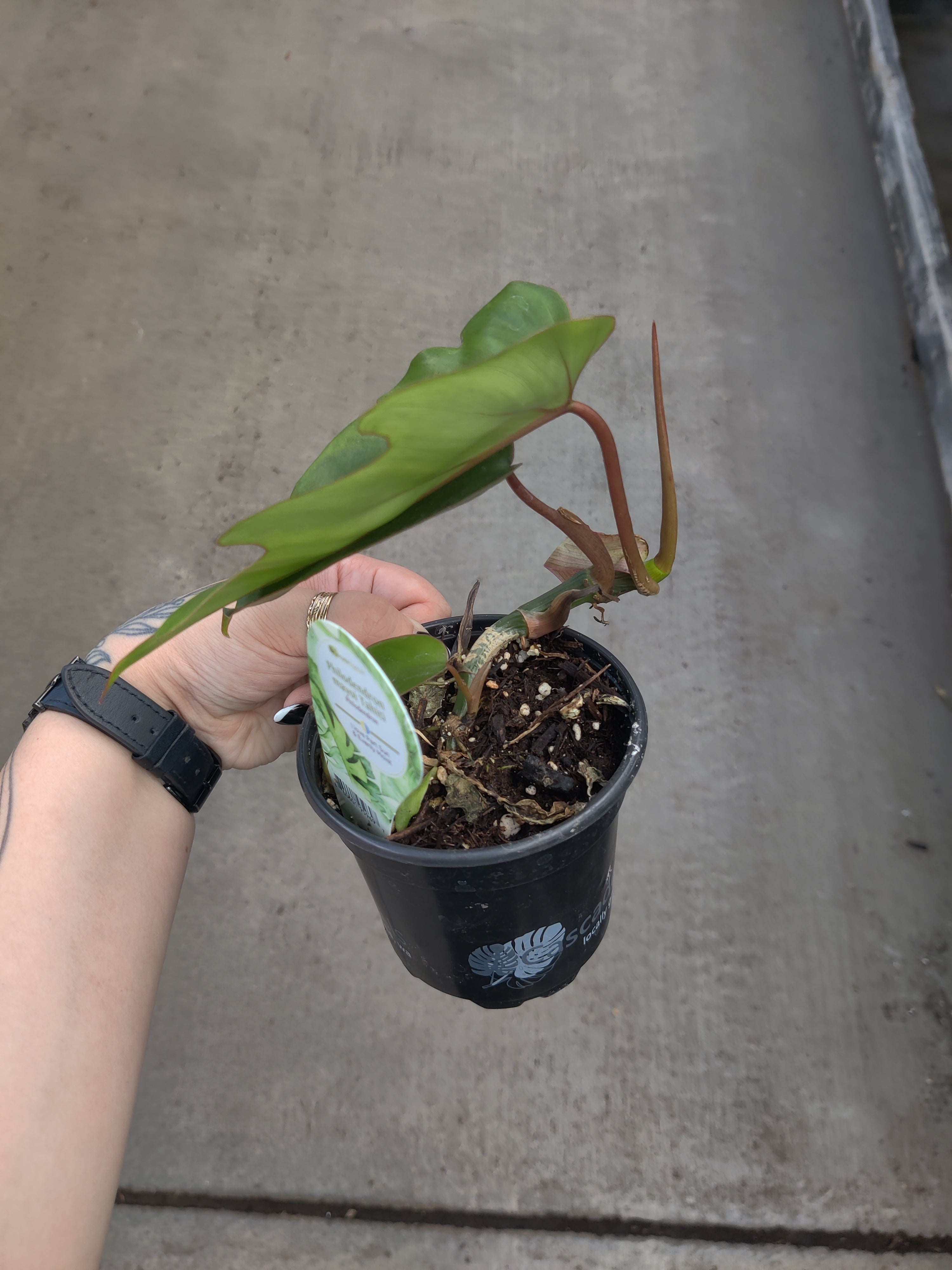 Philodendron, Tahiti