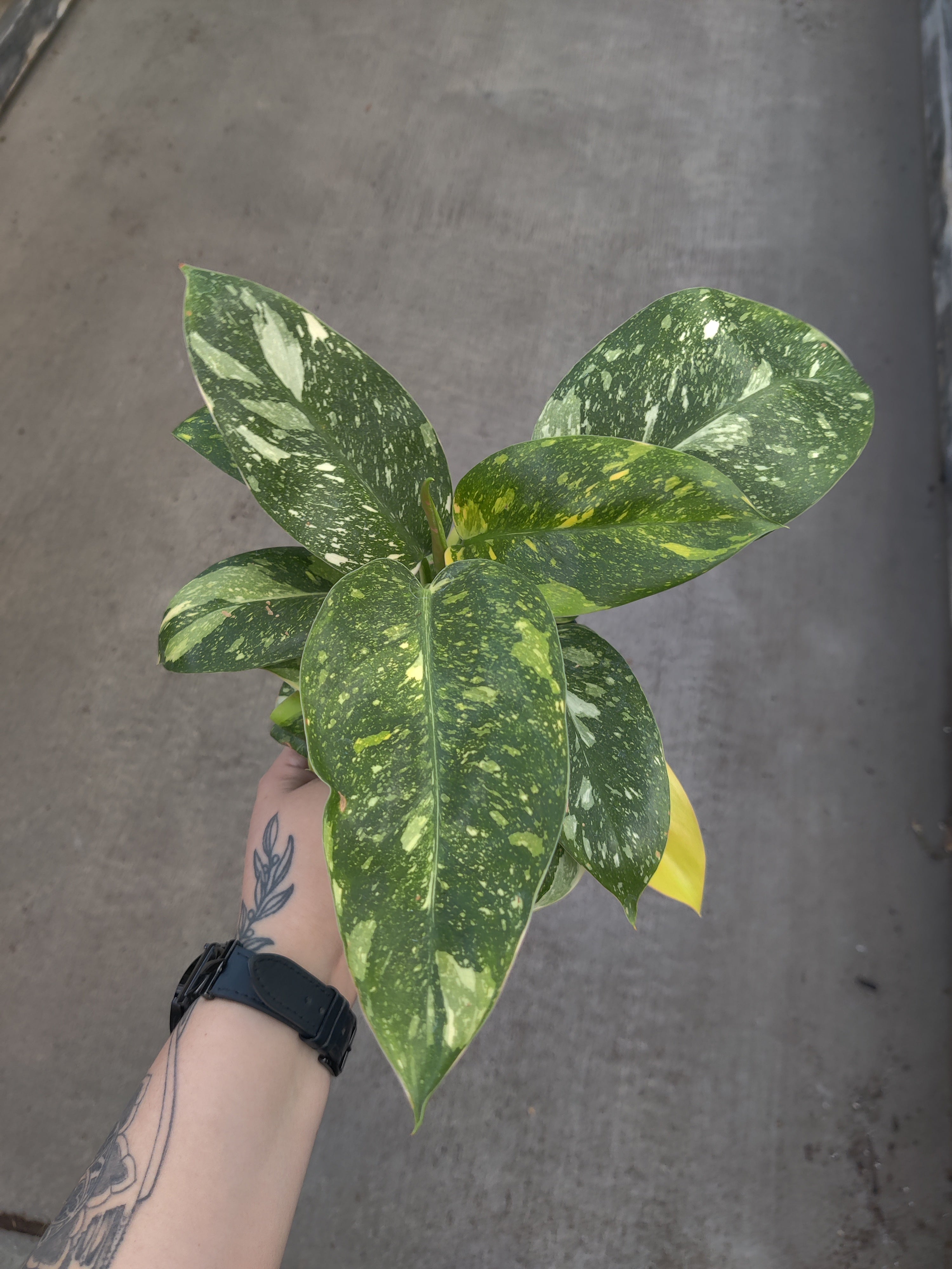 Philodendron, Congo Green Marble Variegated