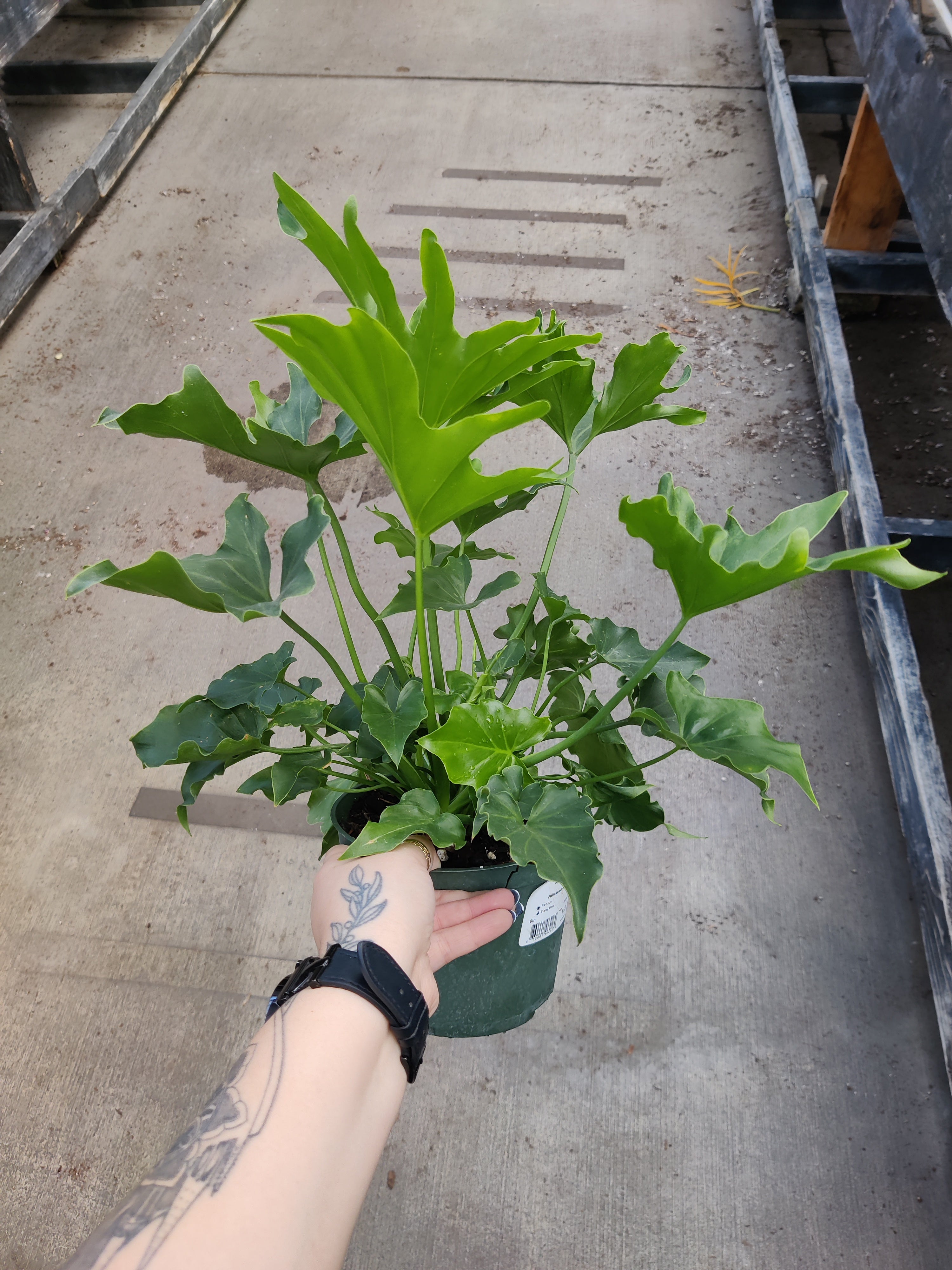 Philodendron, Lickety Split