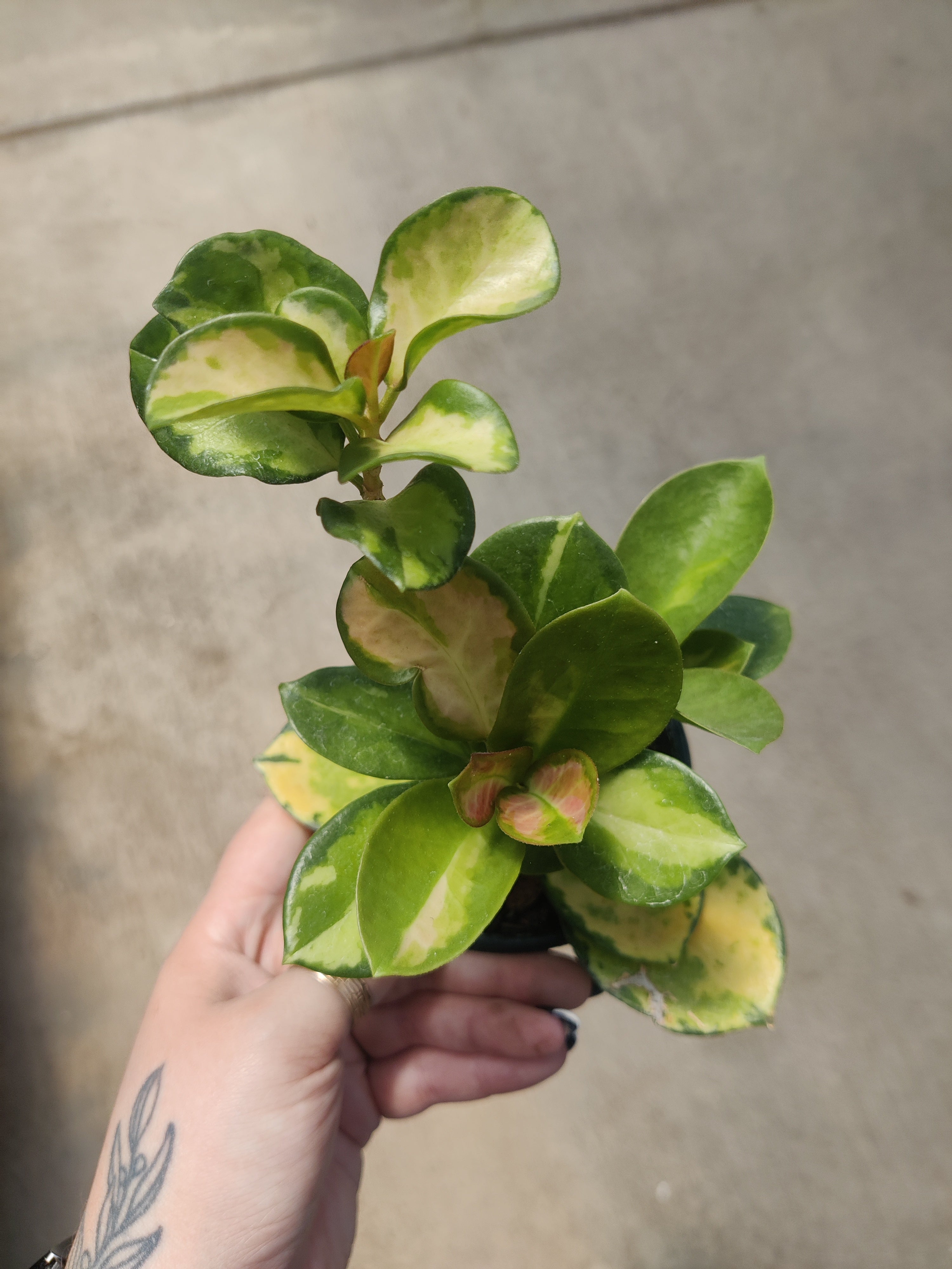 Hoya, Australis Lisa