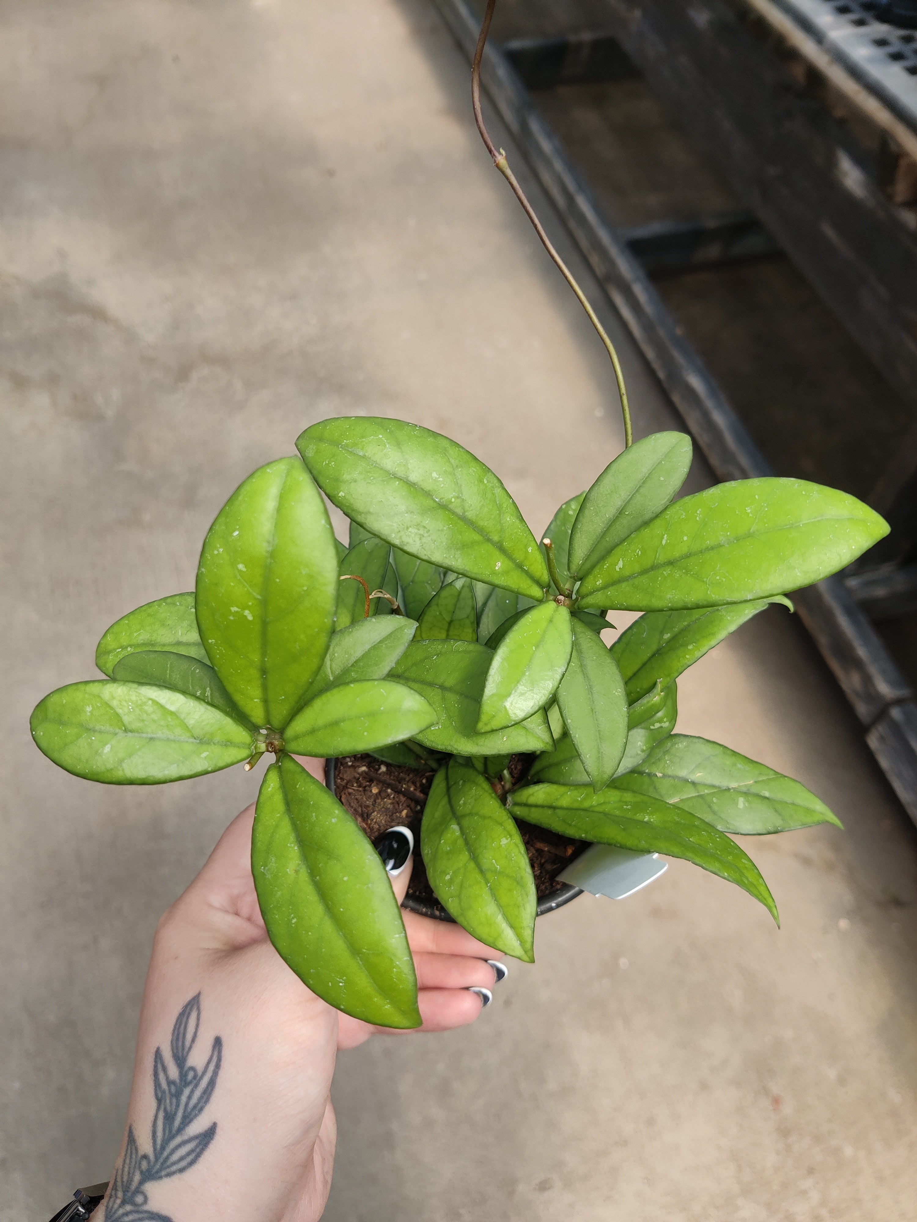 Hoya, Crassipetiolata
