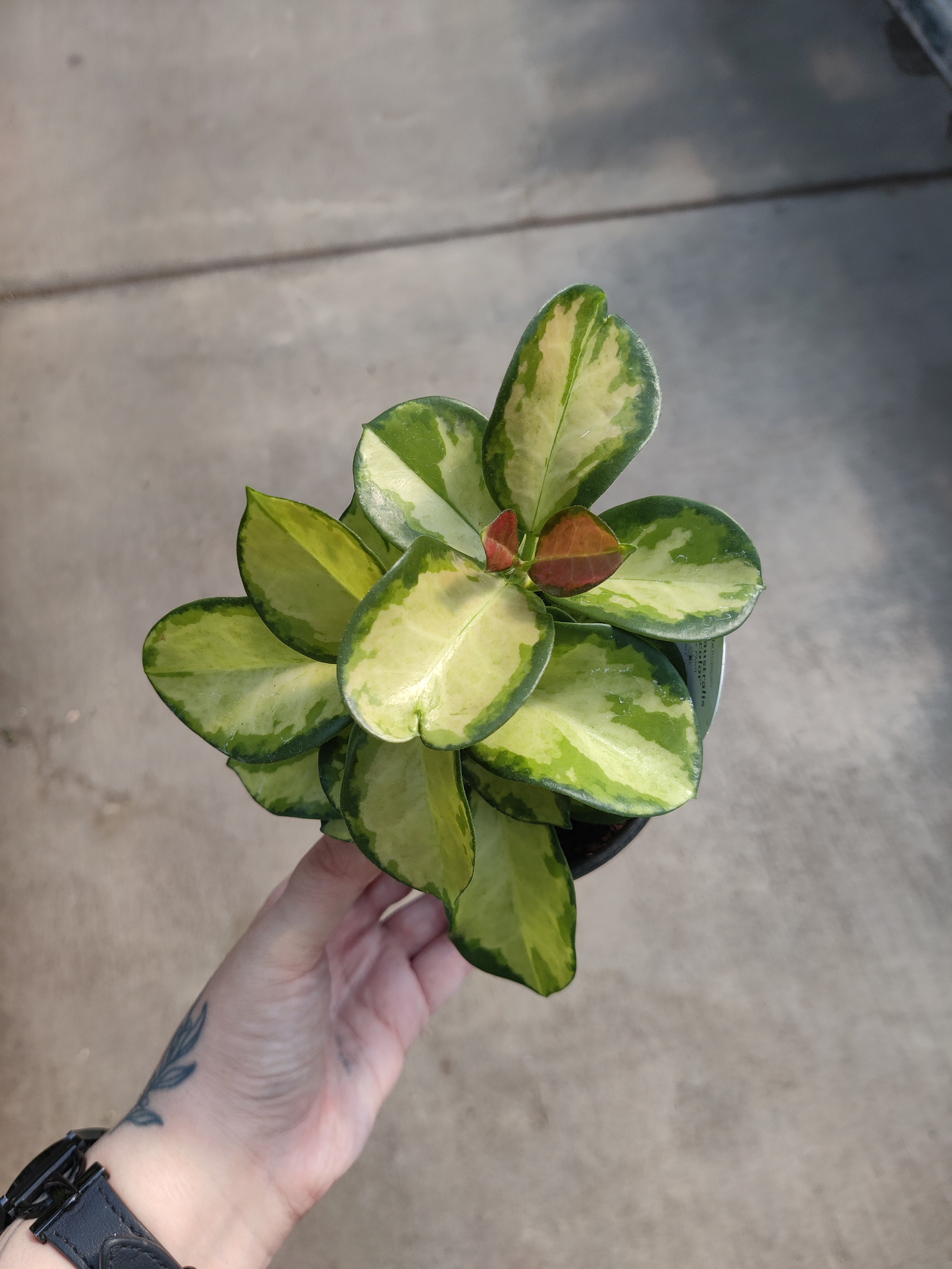 Hoya Australis tricolor