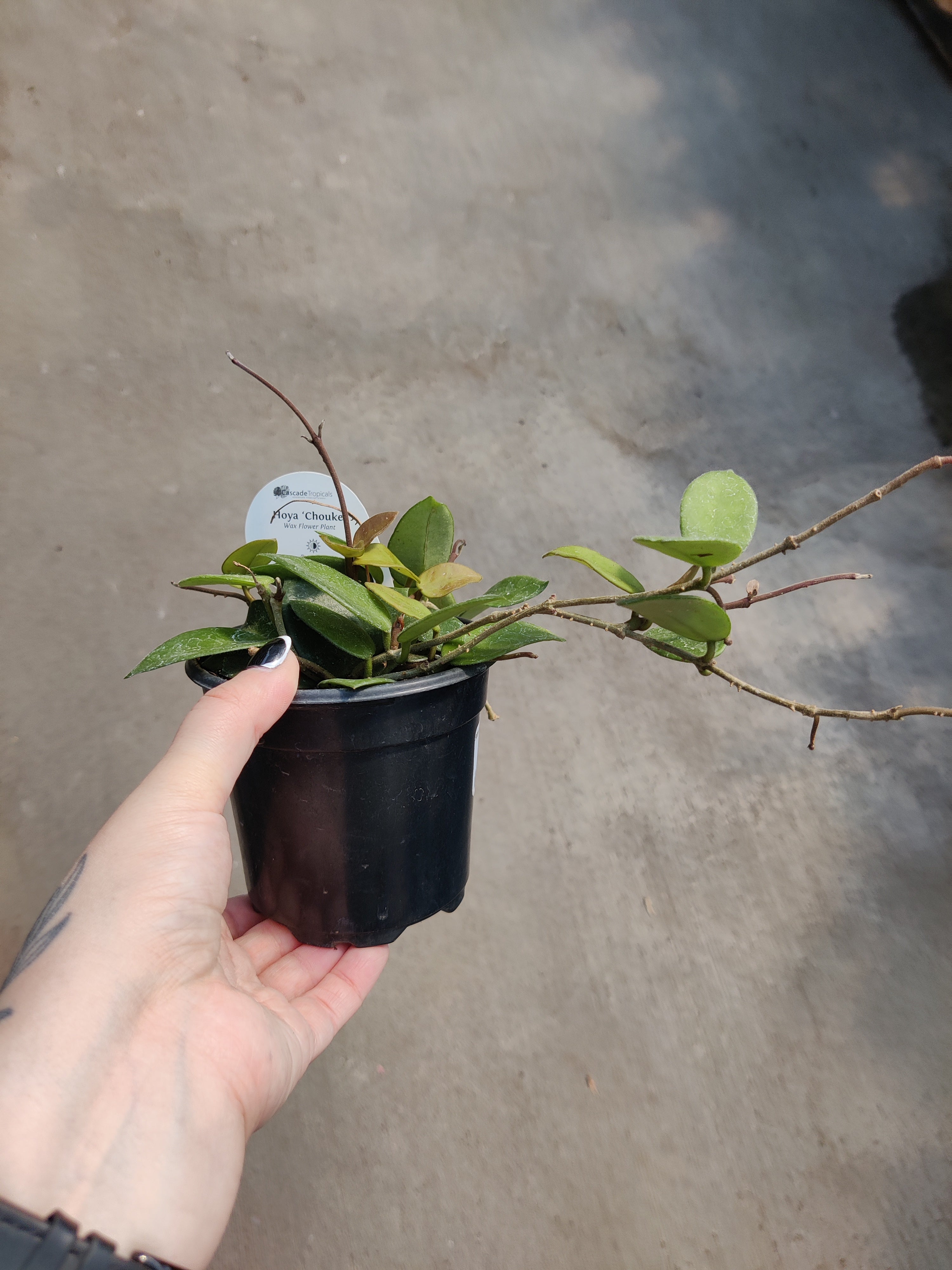 Hoya, Chouke