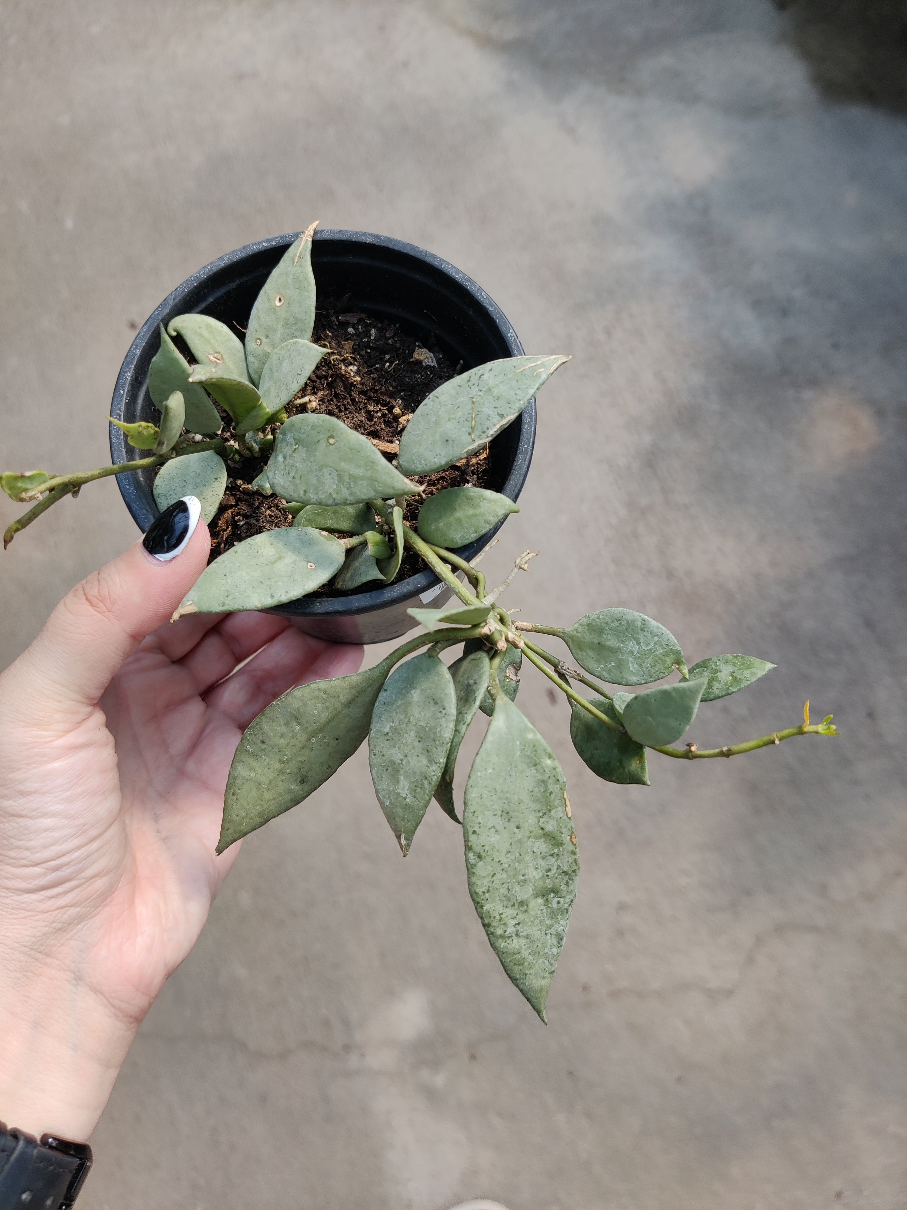 Hoya, Super Silver
