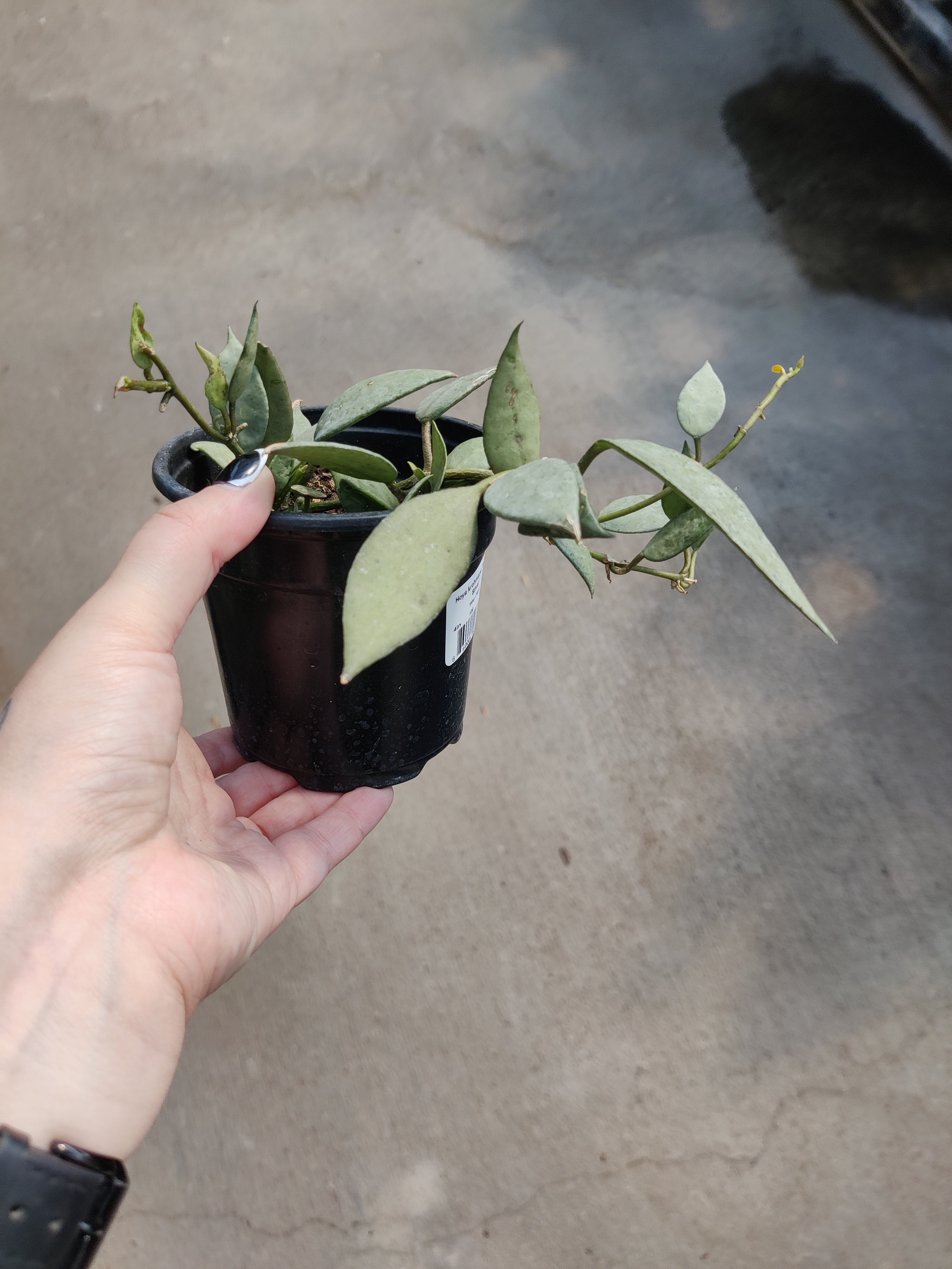 Hoya, Super Silver