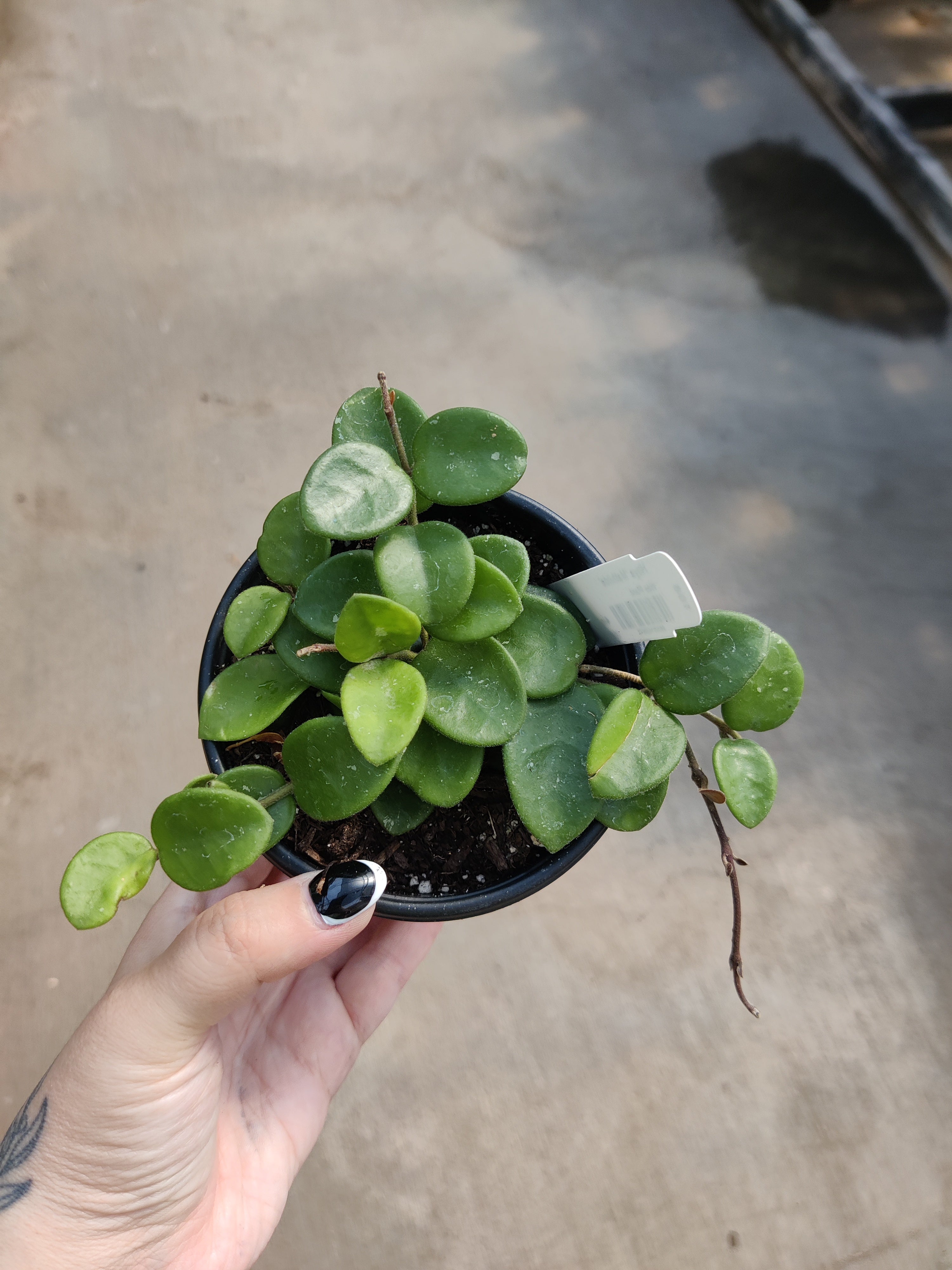 Hoya, Mathilde