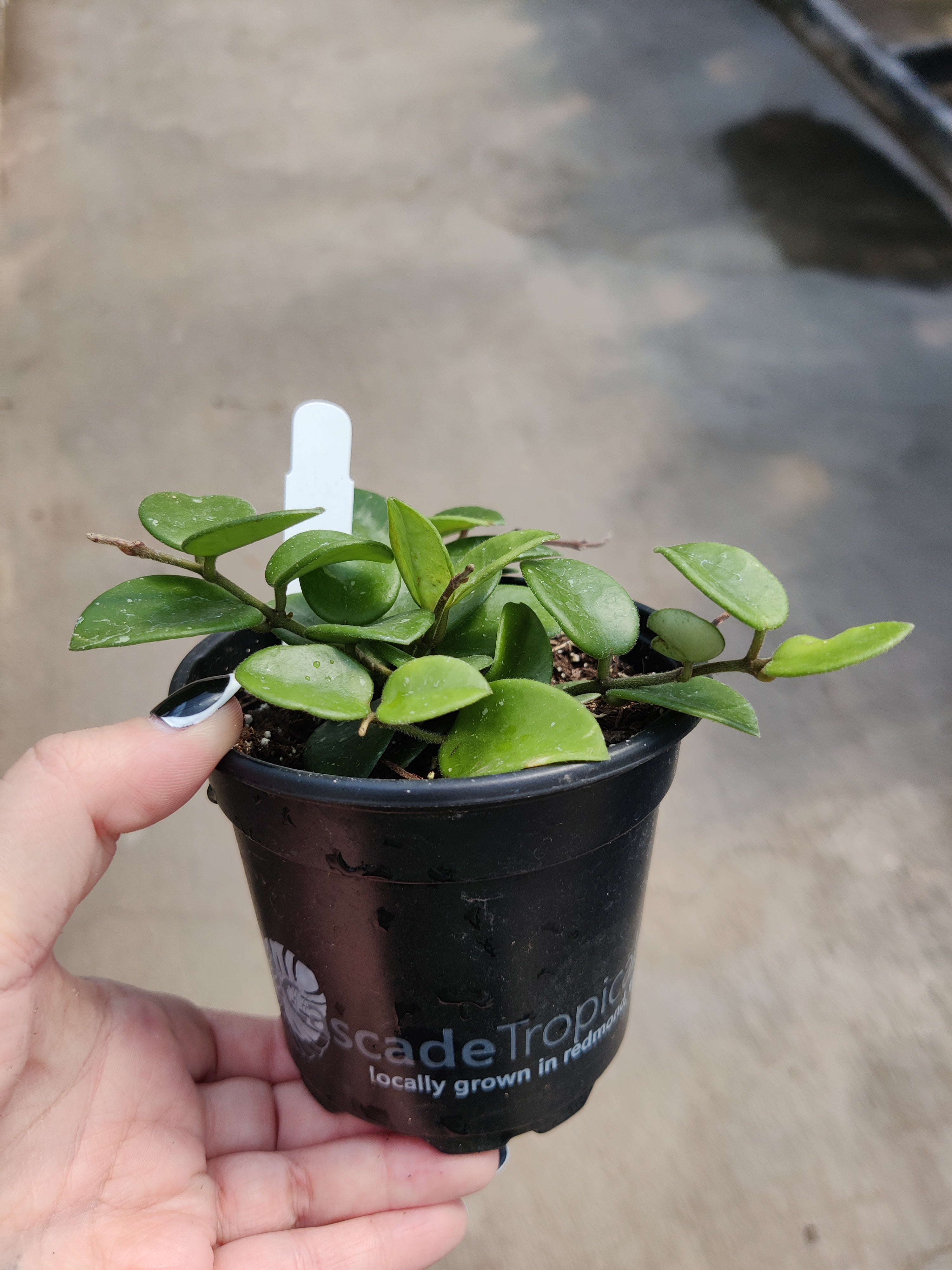 Hoya, Mathilde