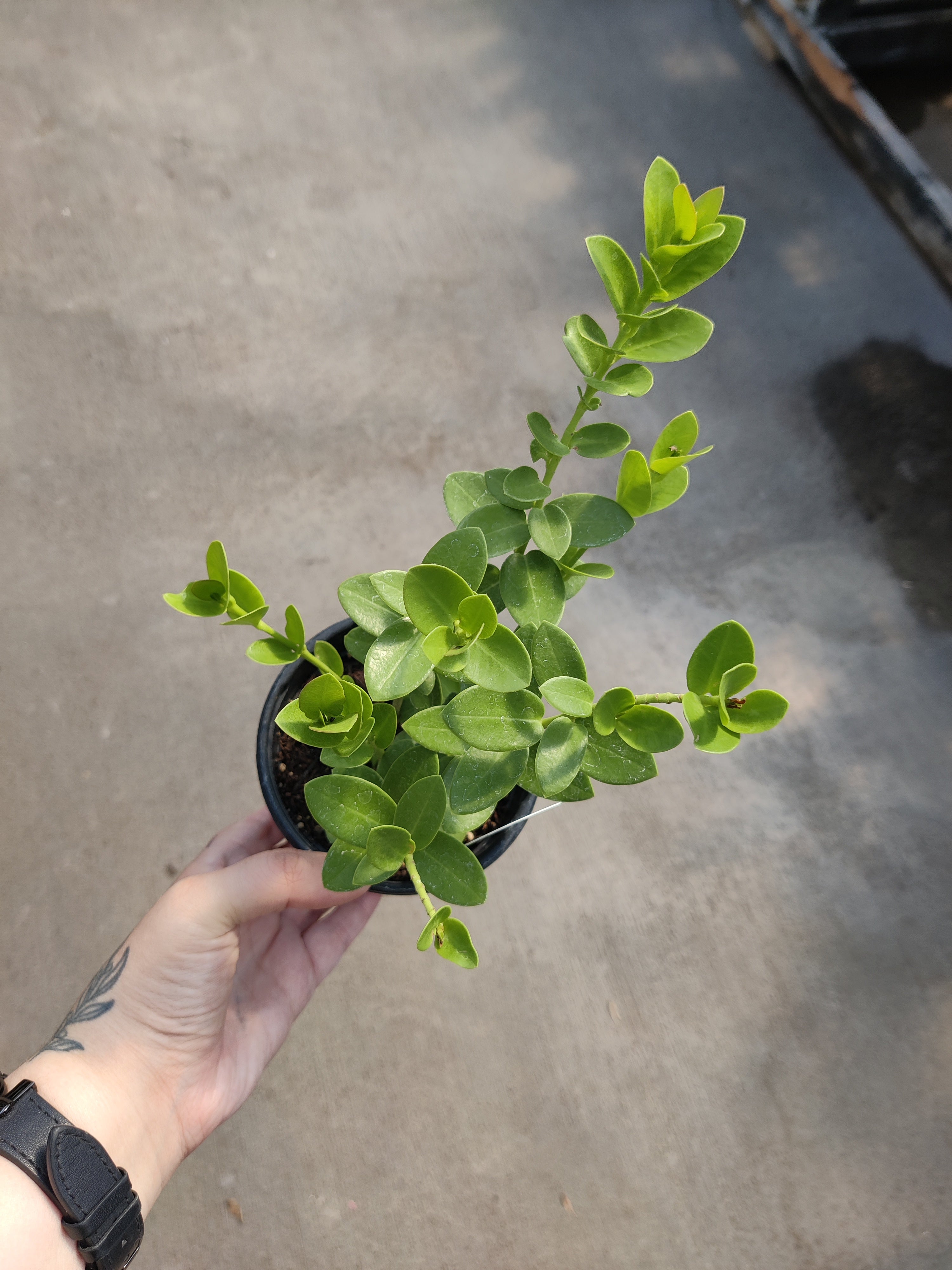 Hoya, Cumingiana