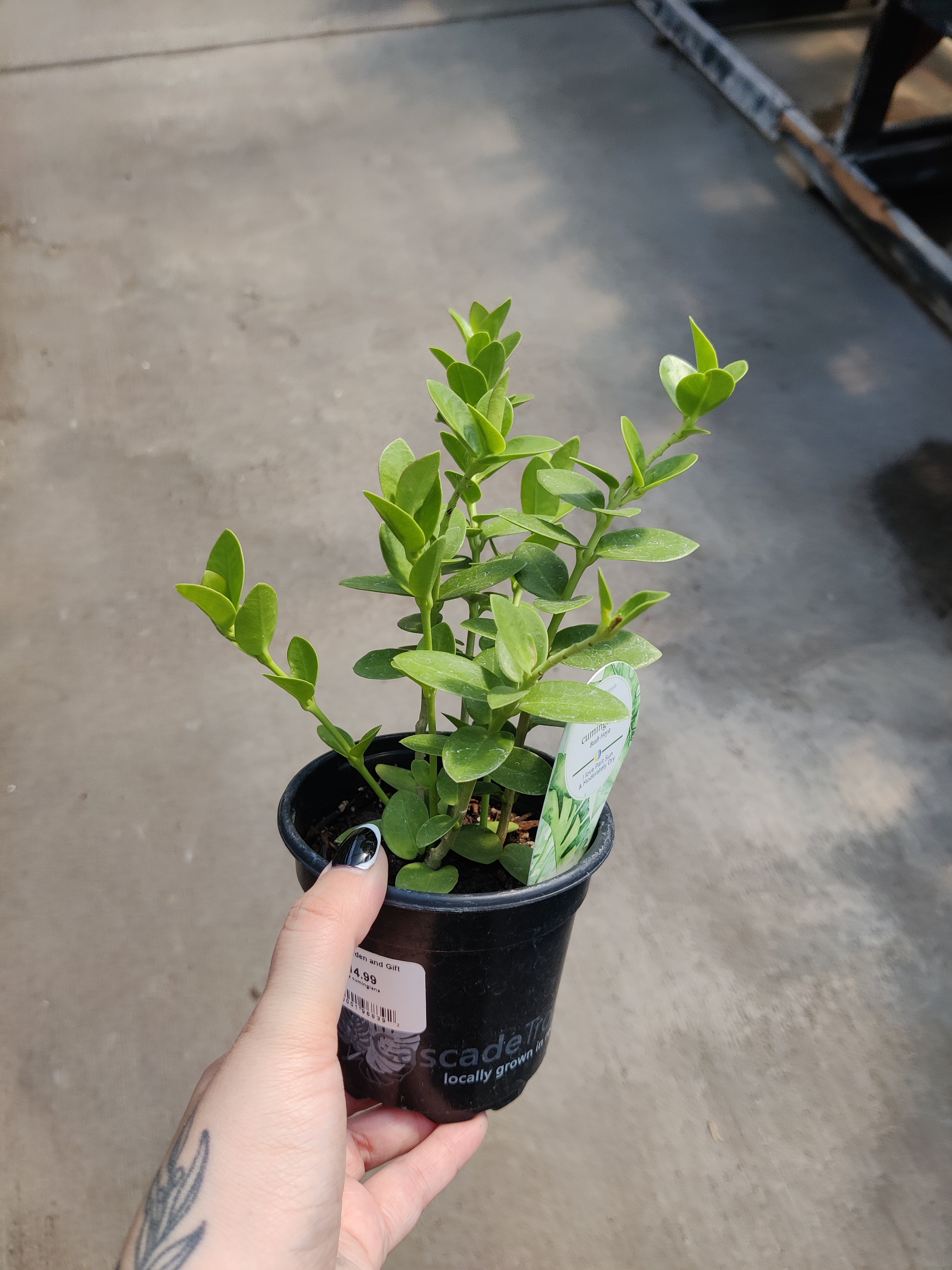 Hoya, Cumingiana