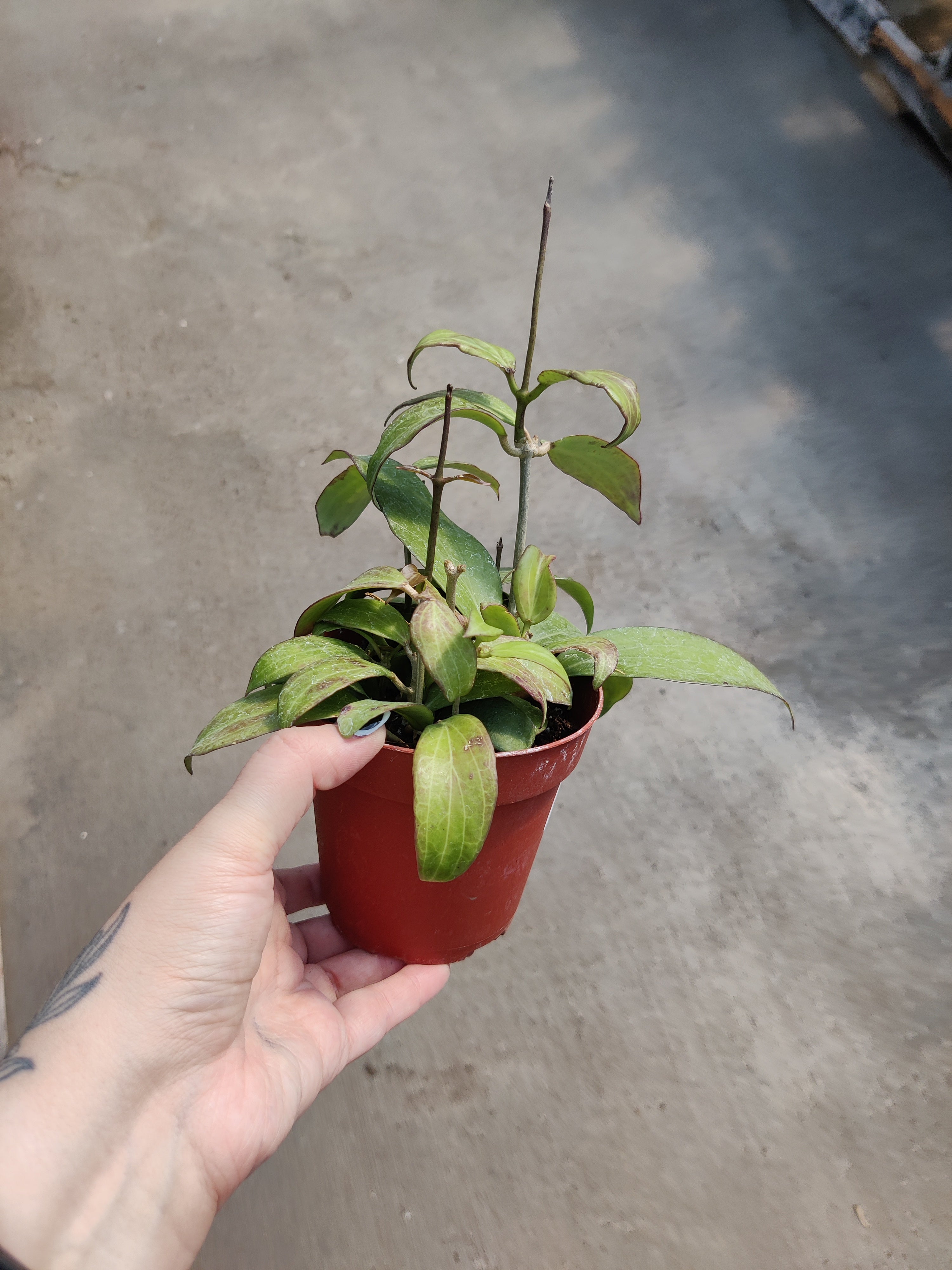 Hoya, Meredithii