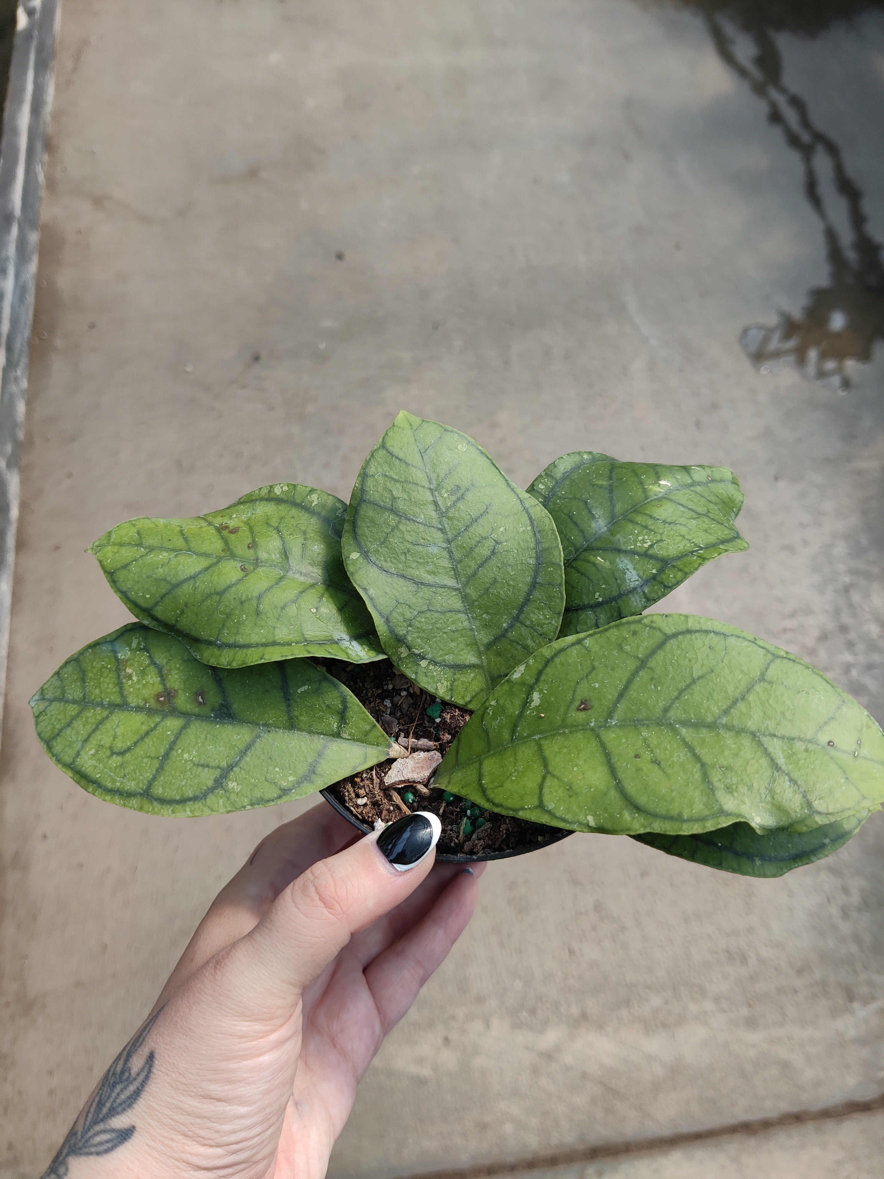 Hoya, Vena