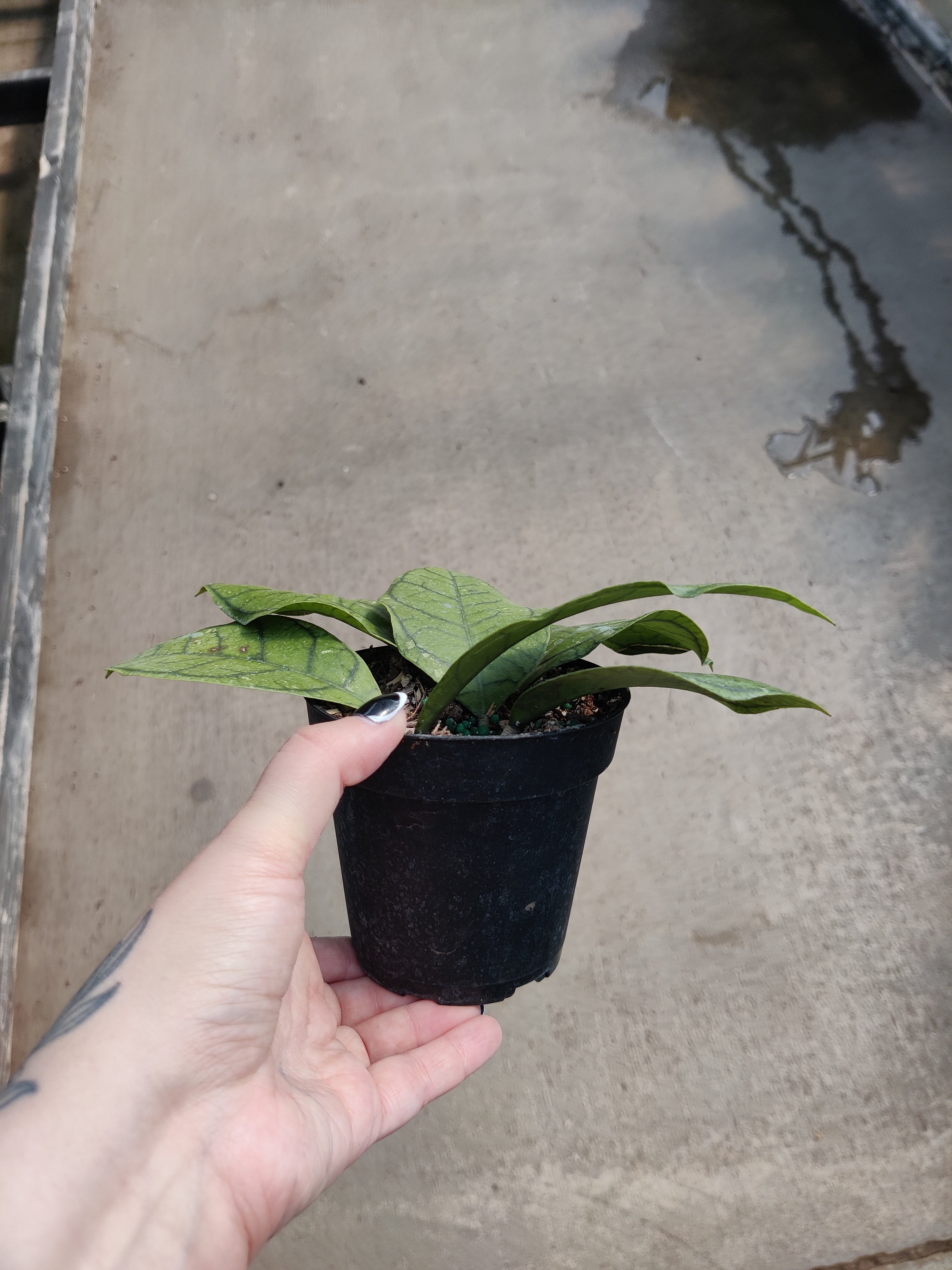 Hoya, Vena