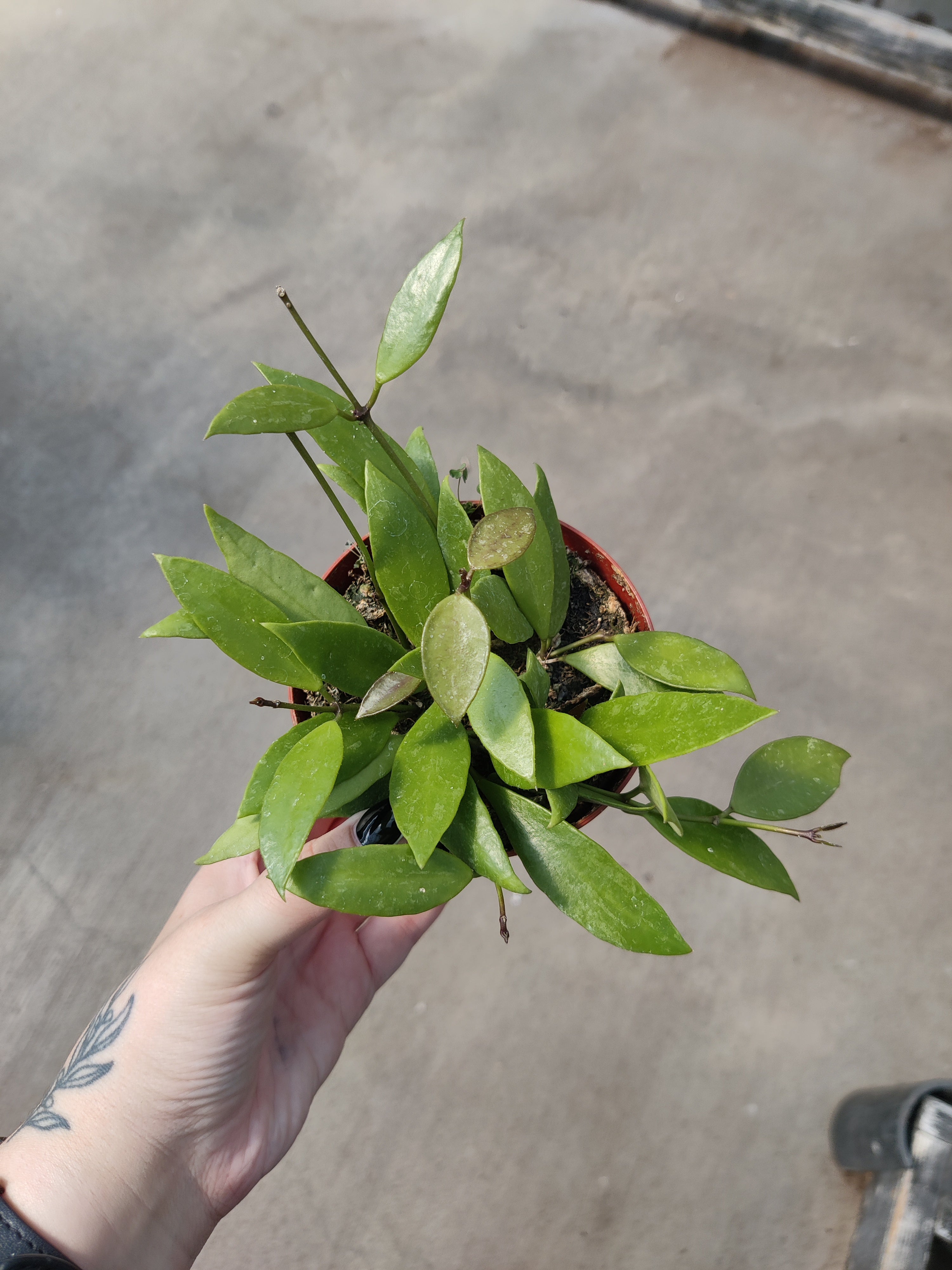 Hoya, Gracilis
