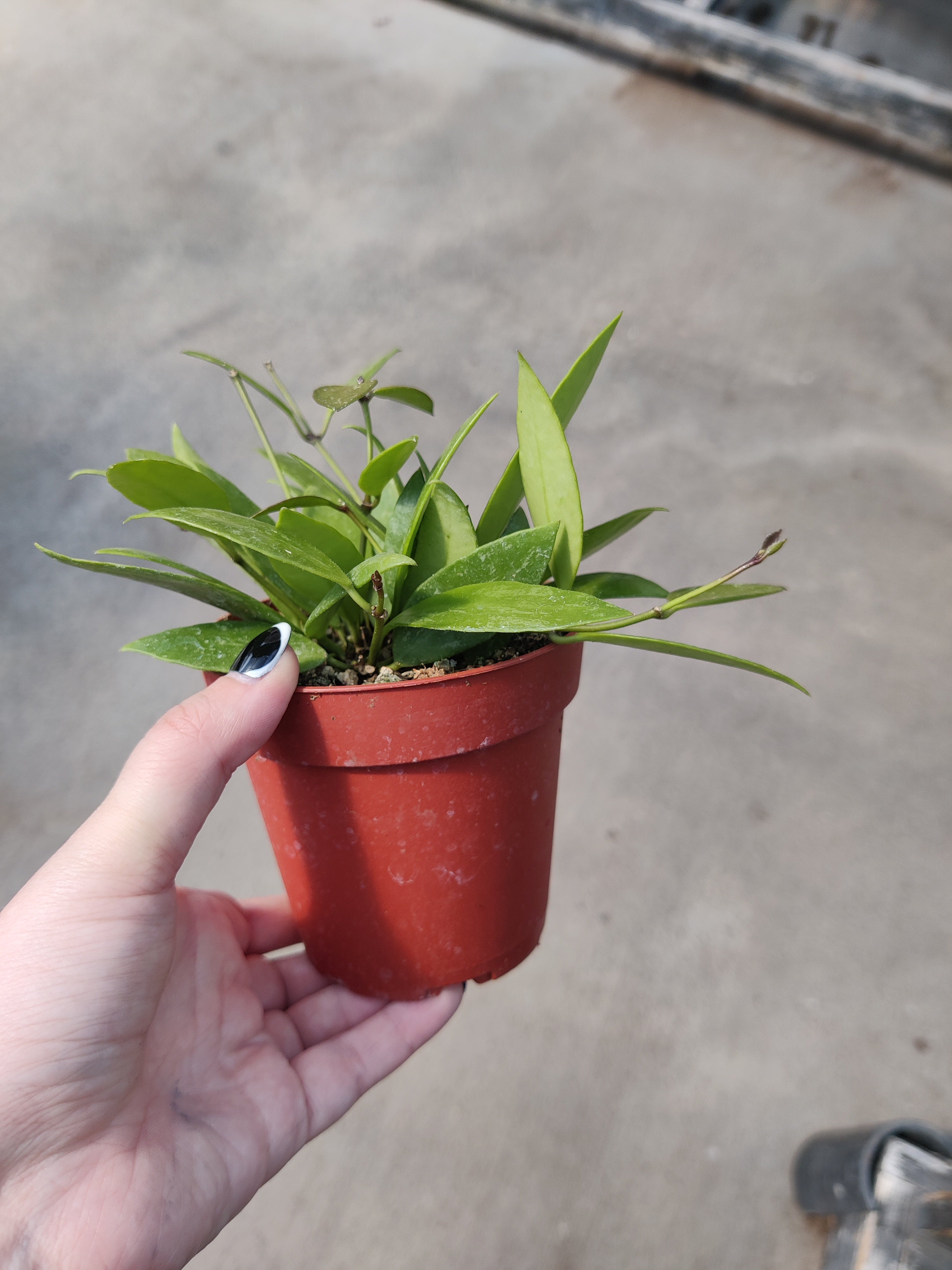 Hoya, Gracilis