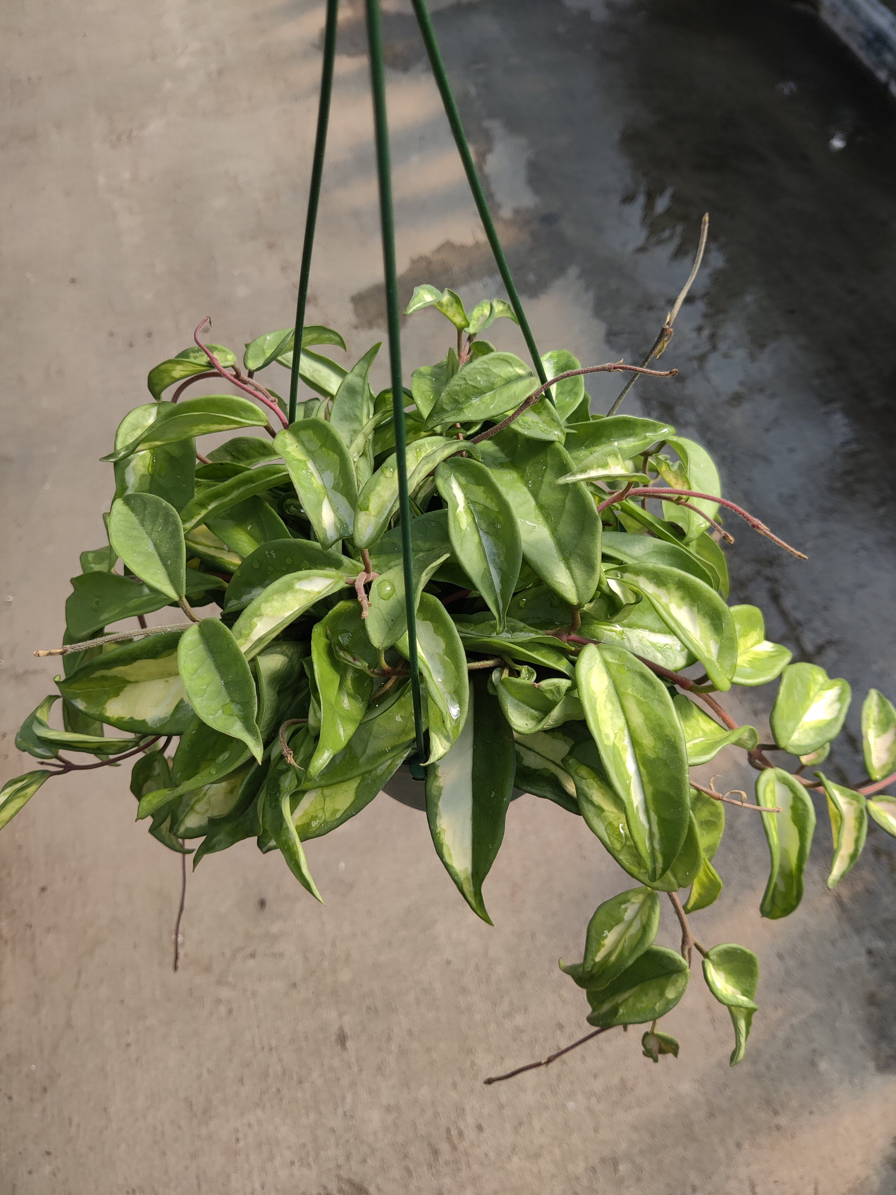 Hoya, Krimson Princess