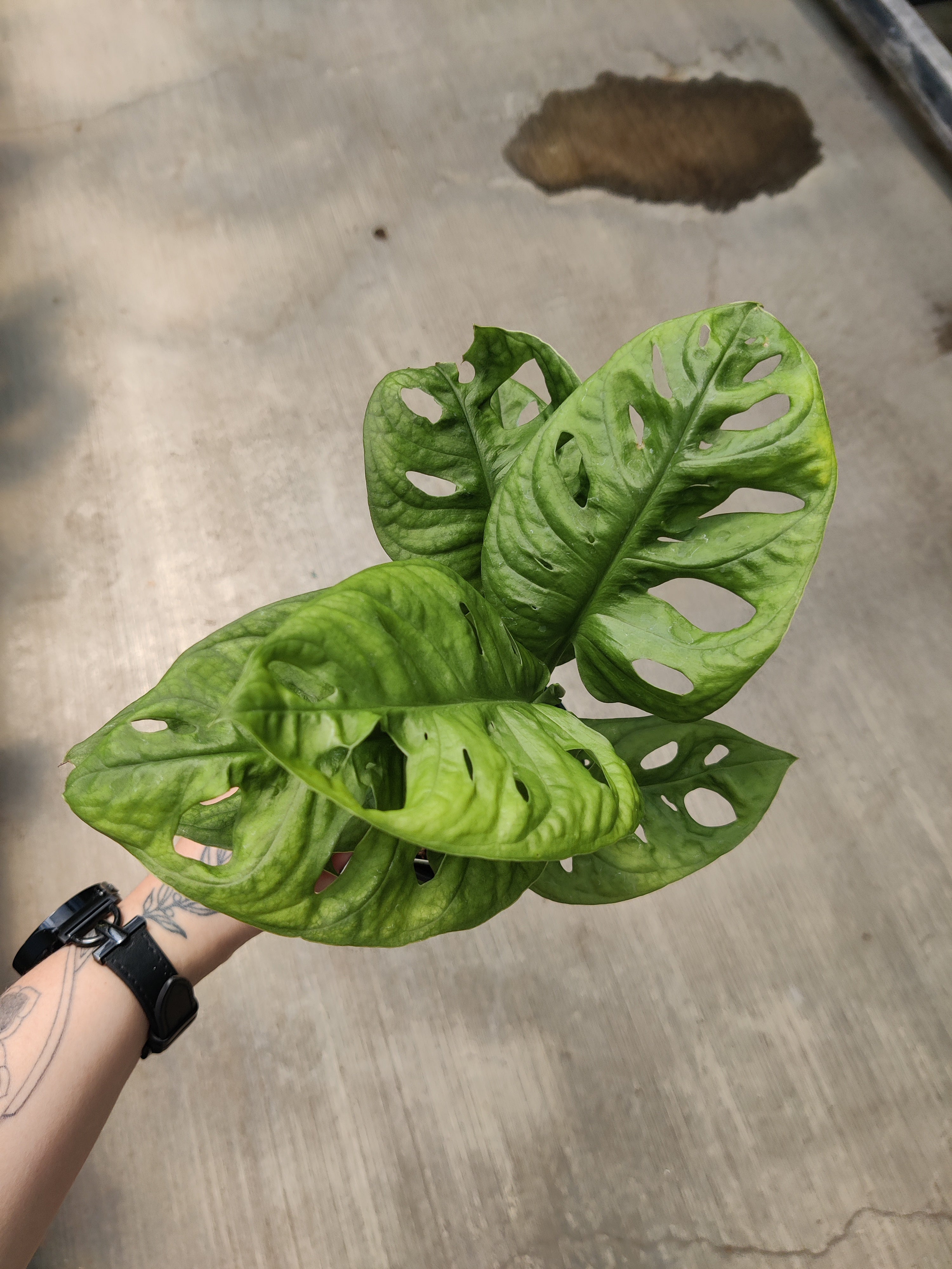 Monstera Adansonii
