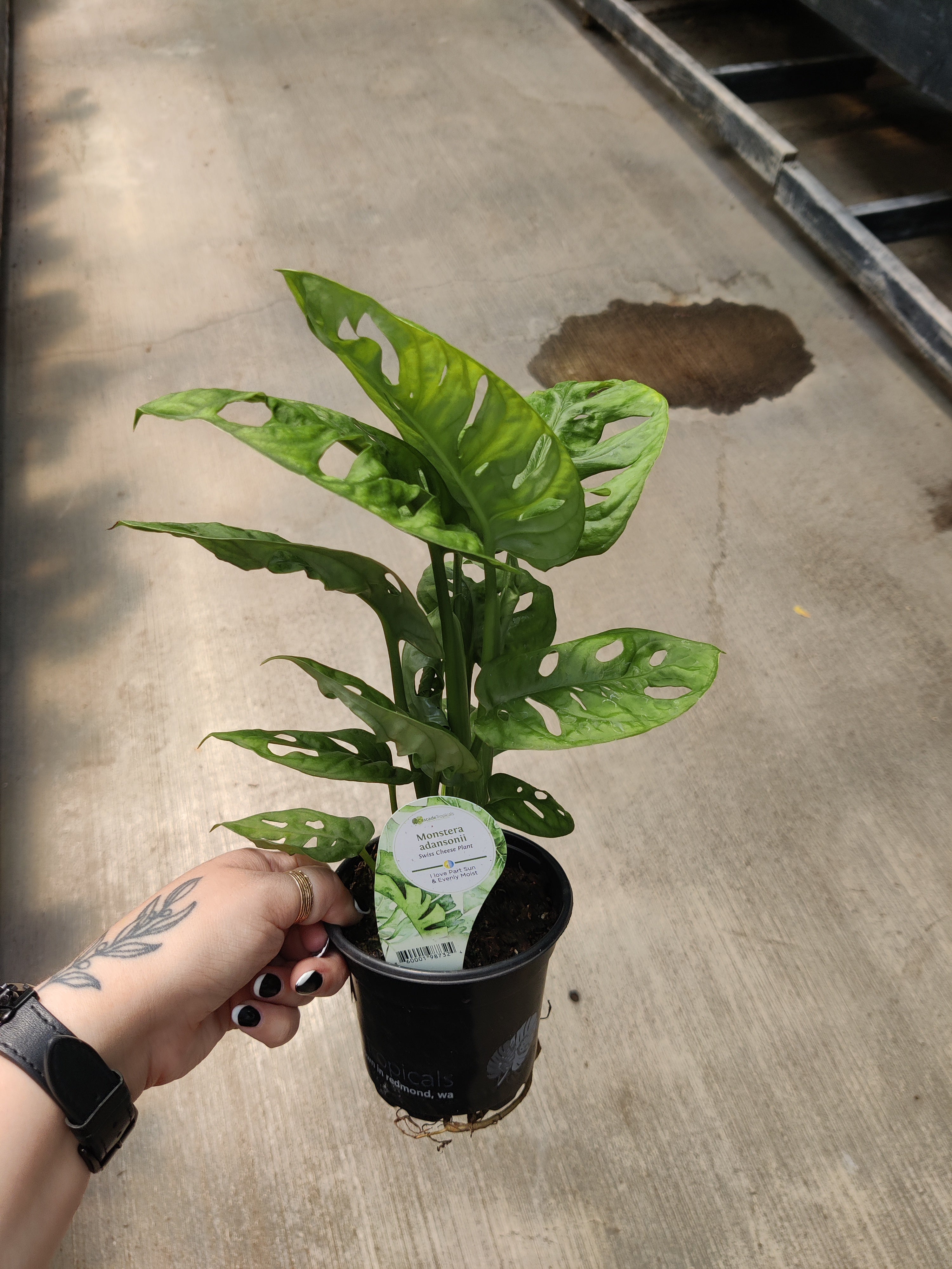 Monstera Adansonii